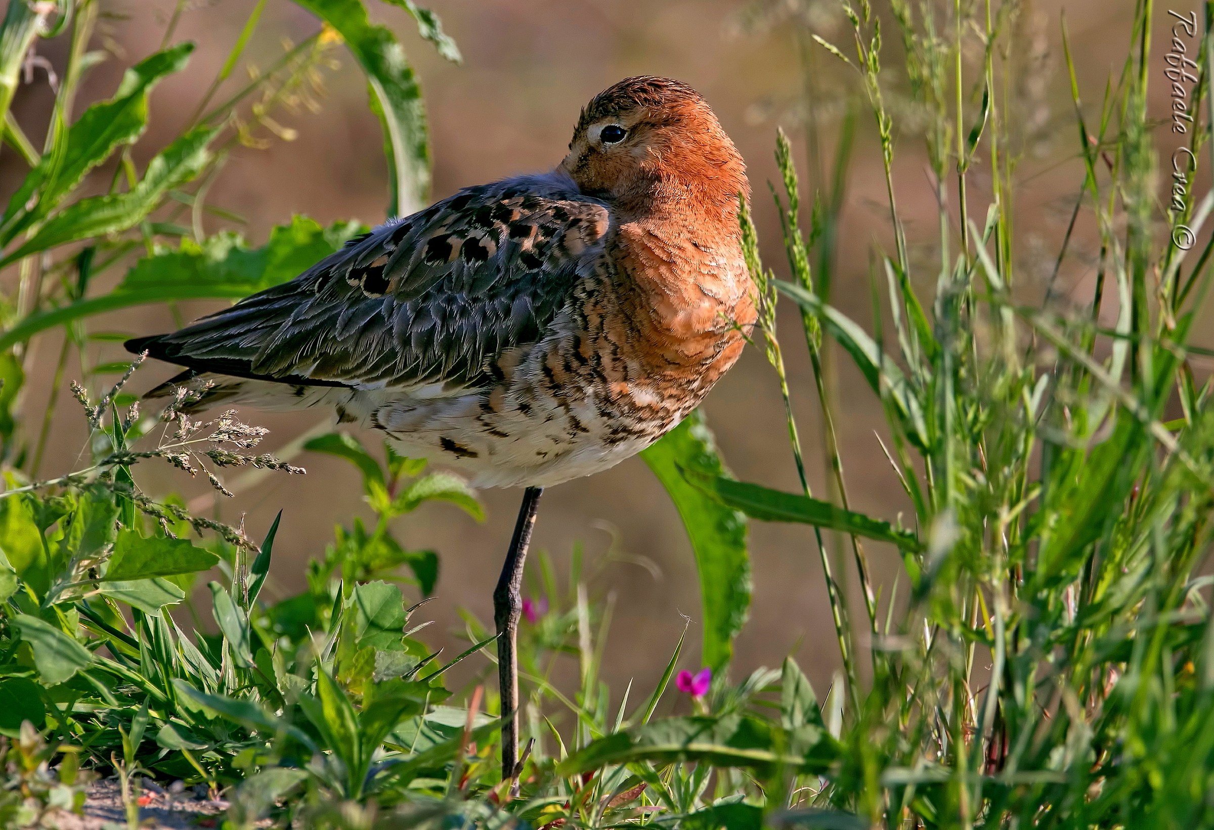 Pittima Reale:"Nanna Vigile"