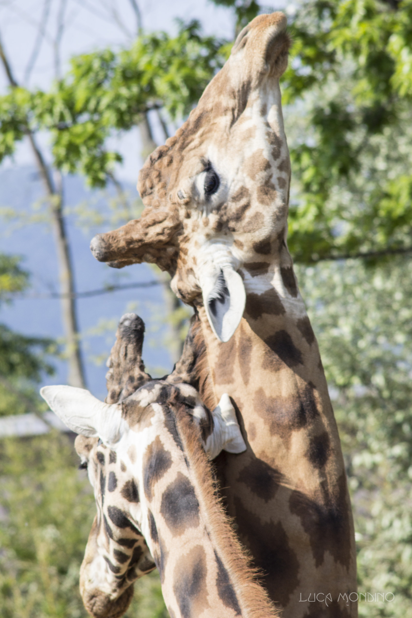 giraffe in cattività