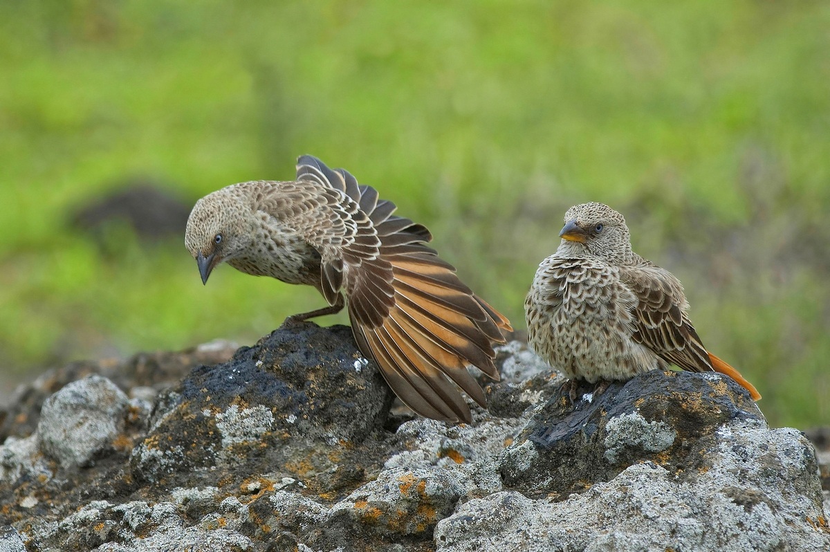 Do not come any closer! Tanzania Ngorongoro