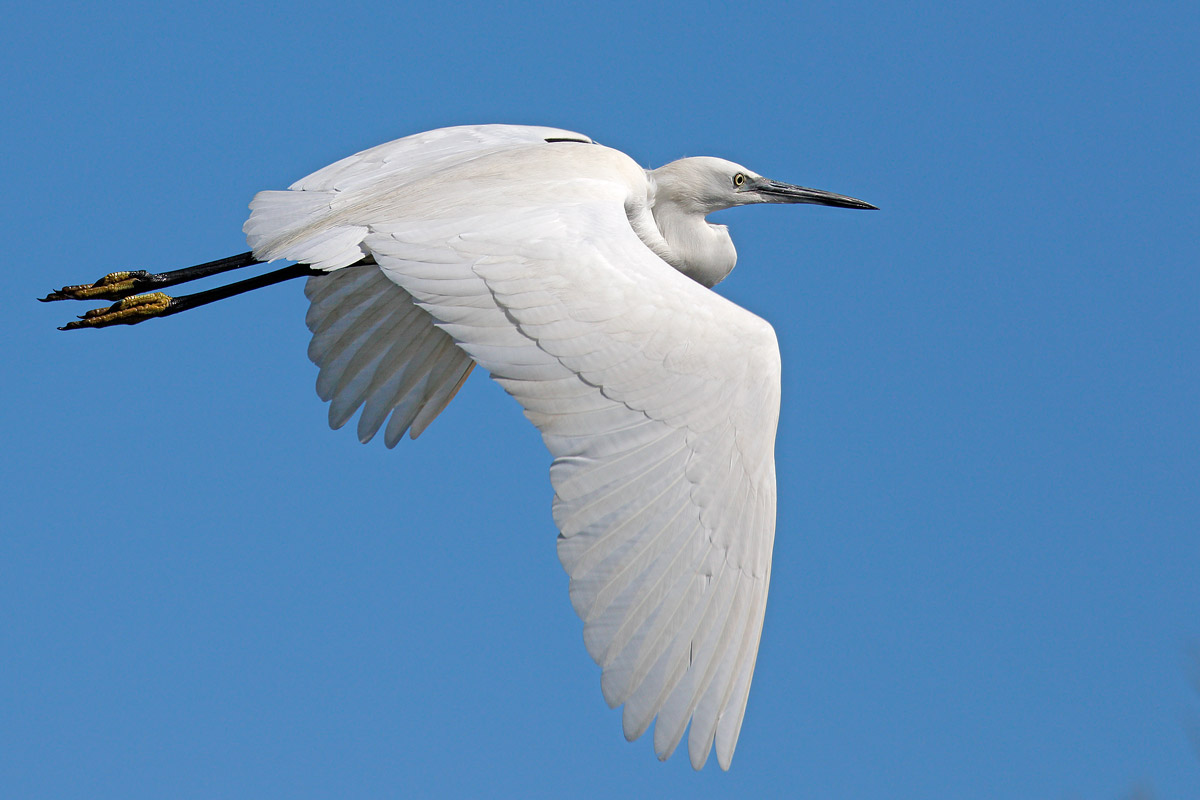 Egret