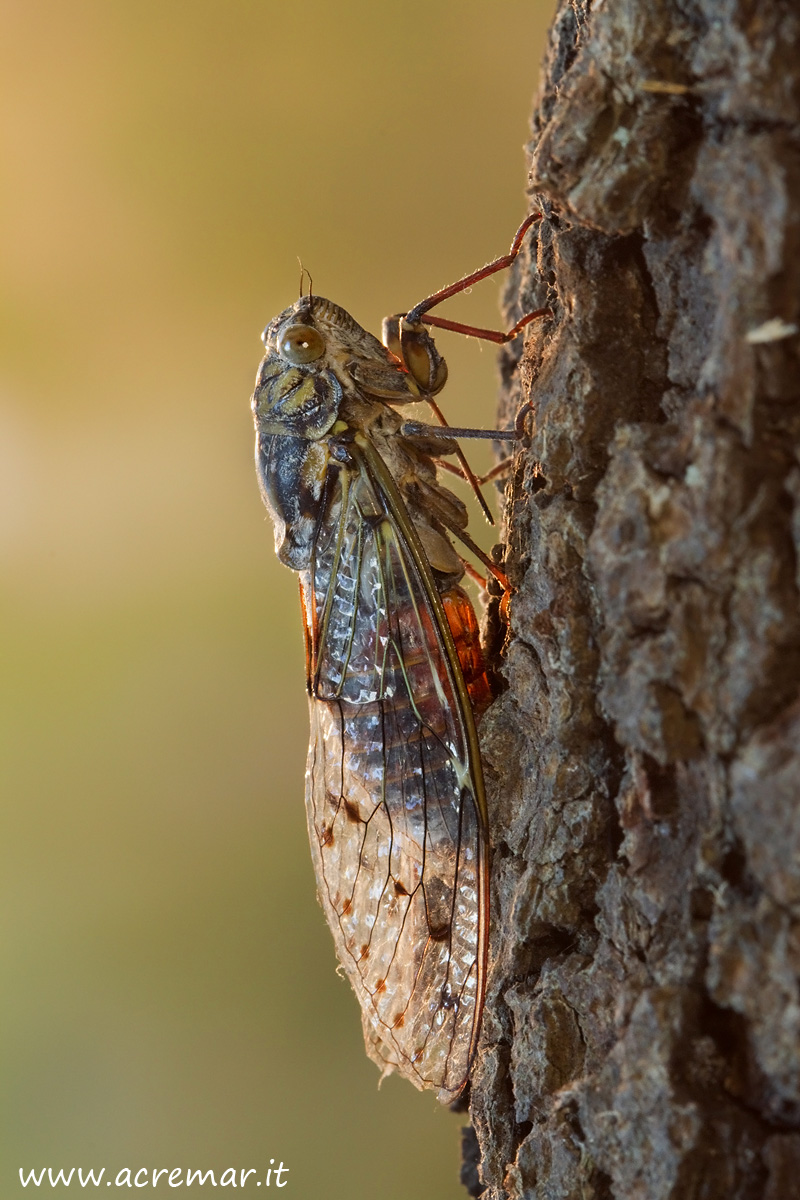 Cicada orni
