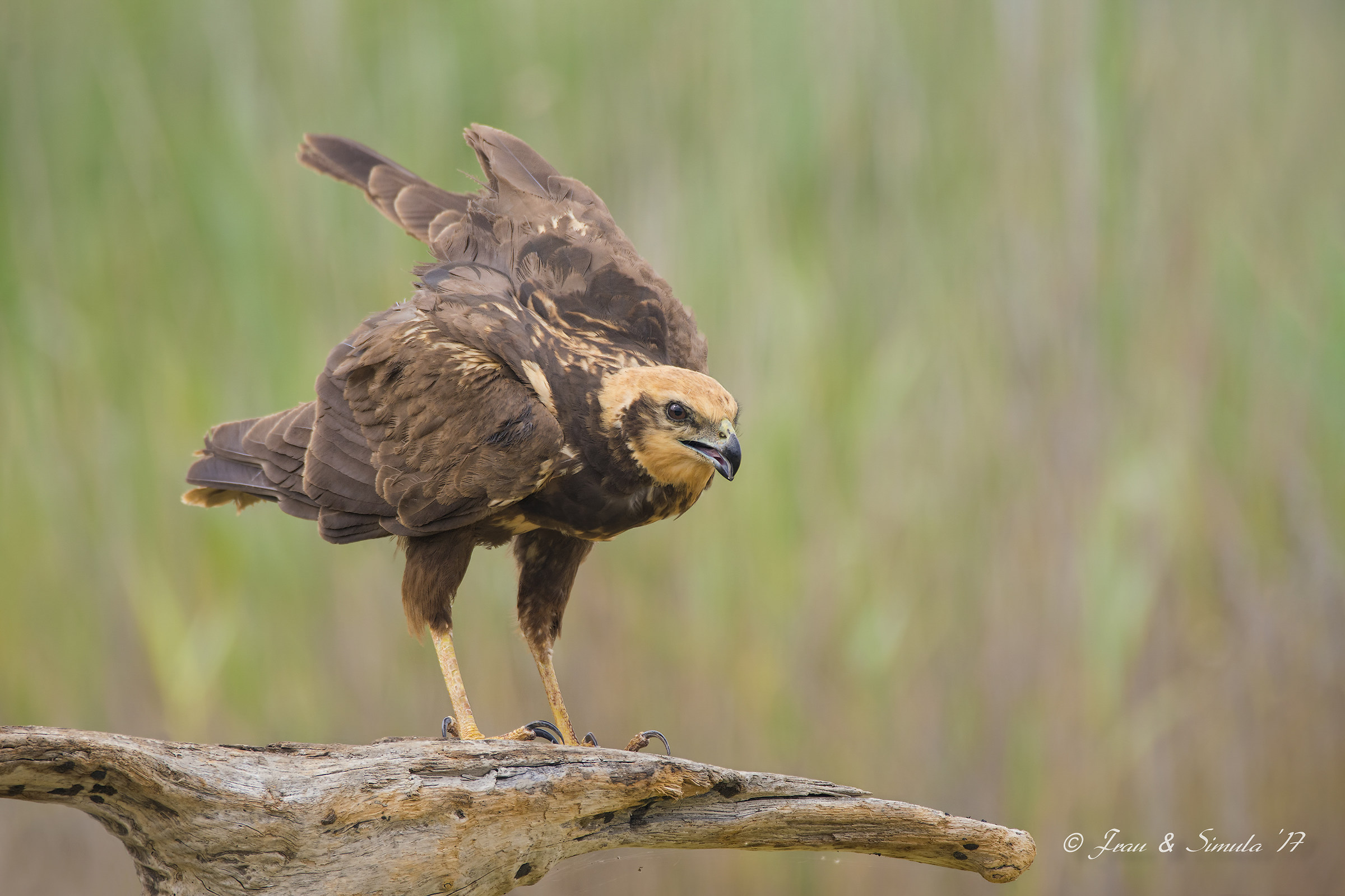 Swamp False (adult female)
