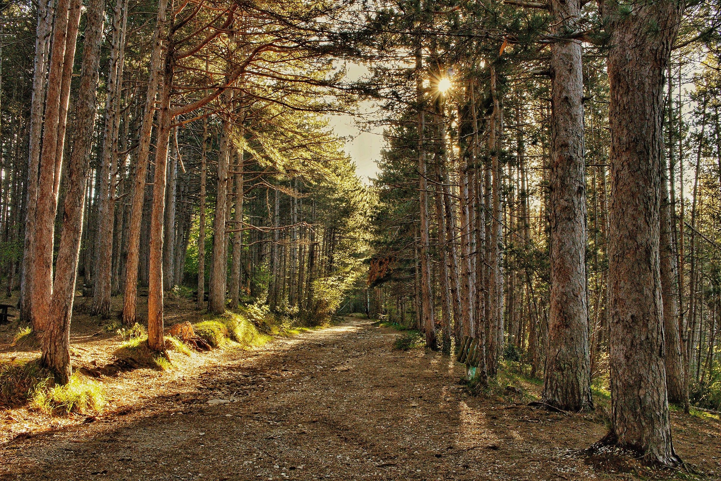Mountain lined avenue