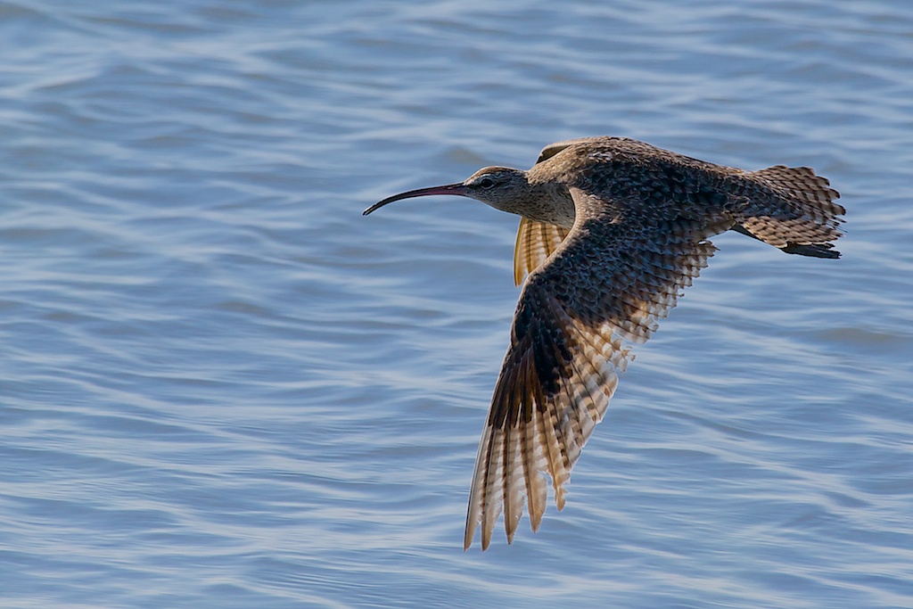 Phaeopua Numenius - Paracas