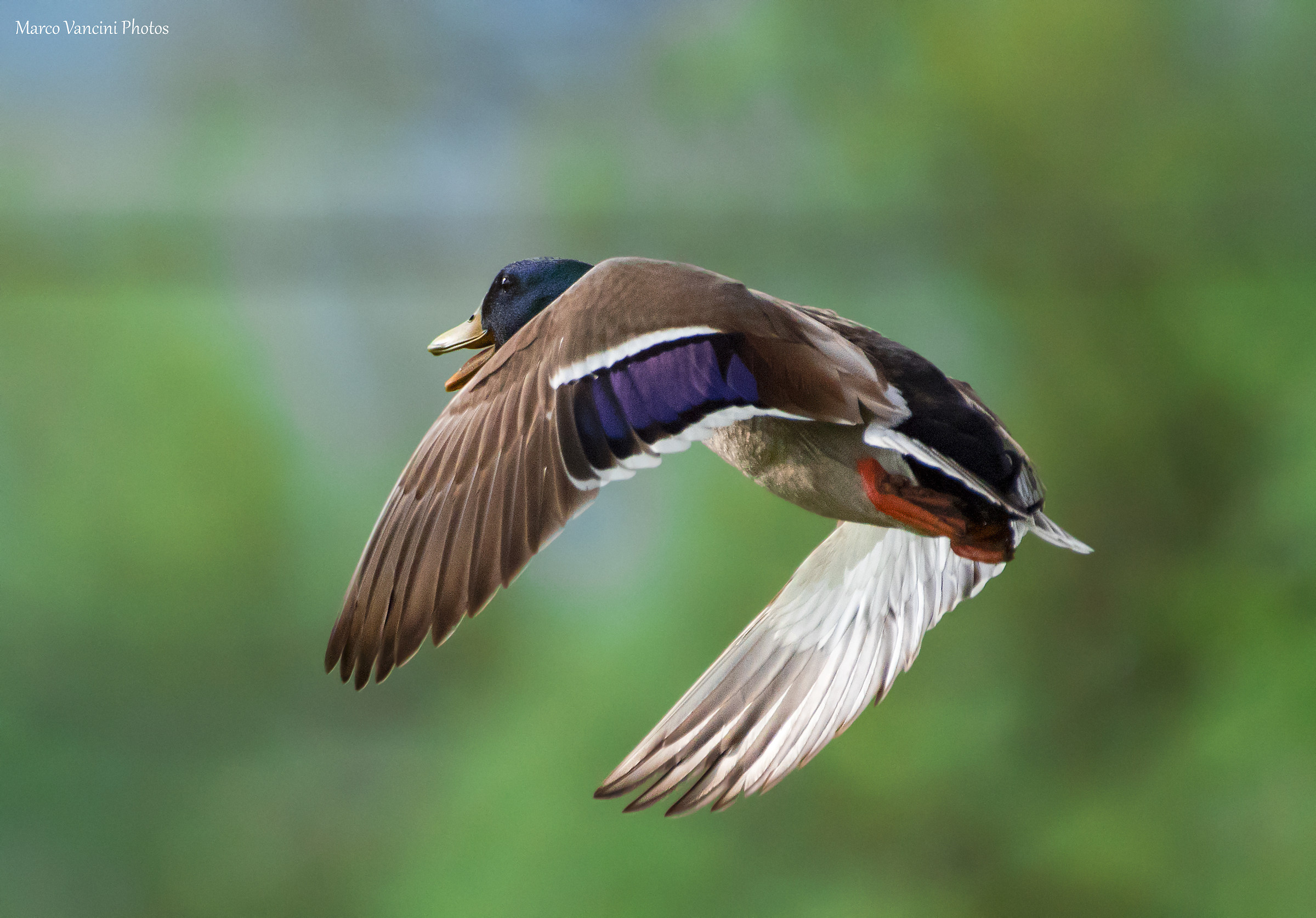 Royal Germano in flight