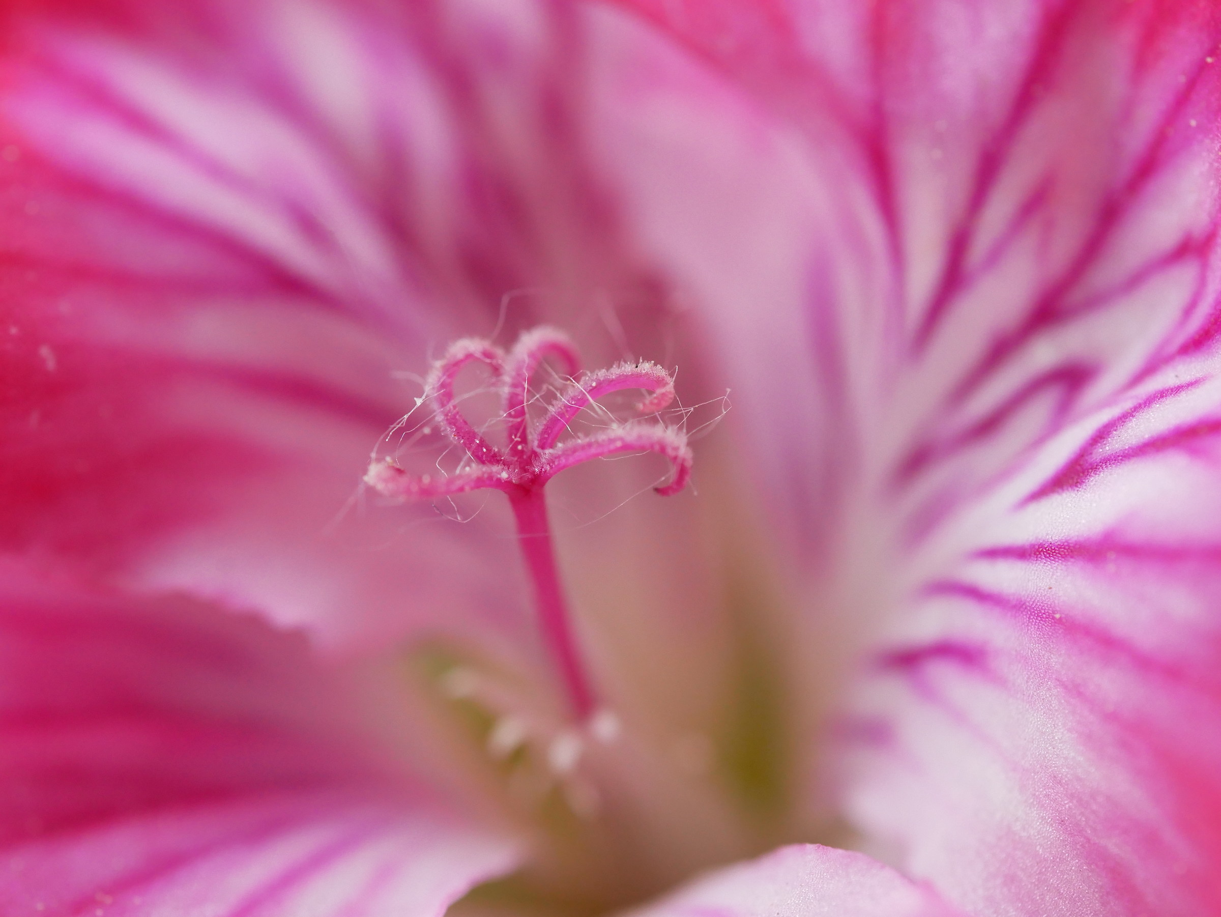 Samyang 100mm f1.4 macro test