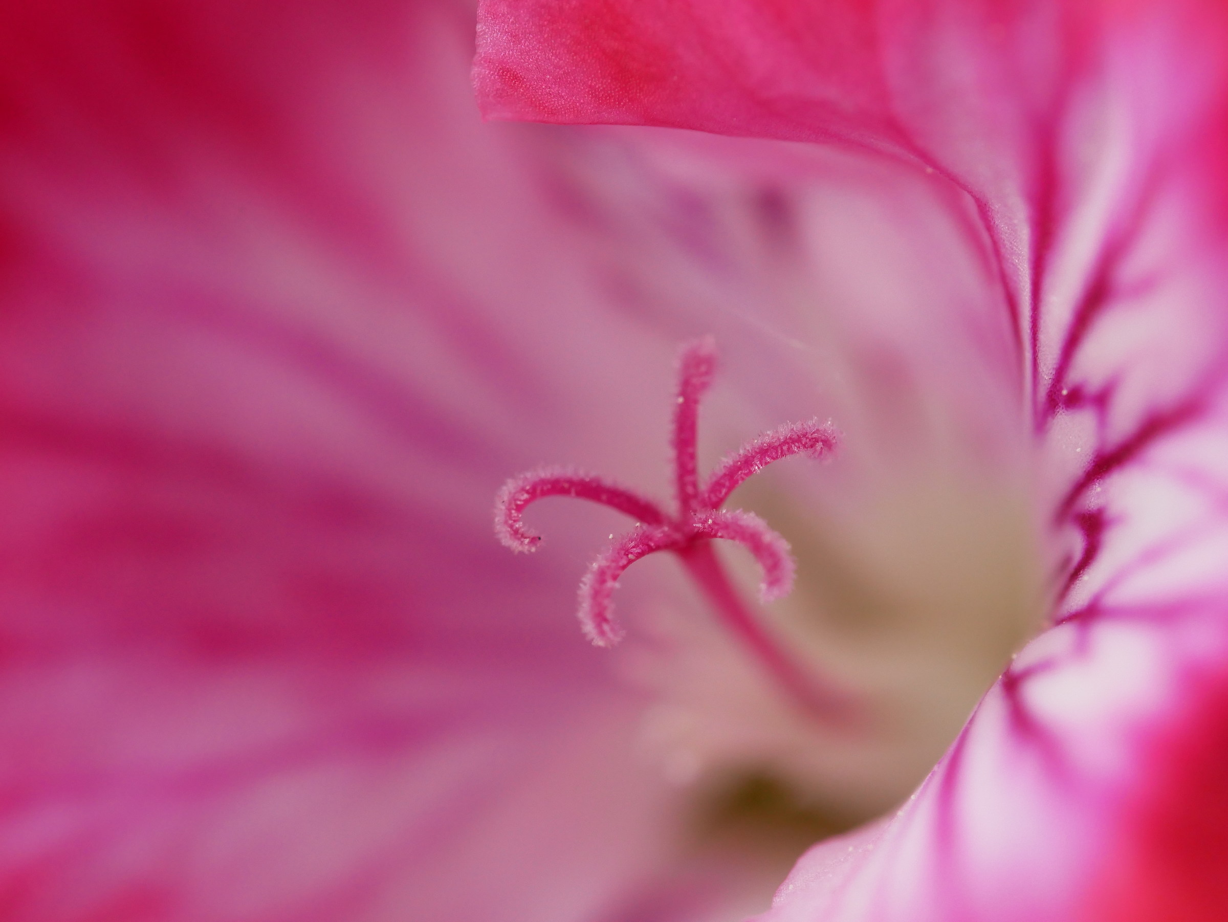 Samyang 100mm f1.4 macro tests