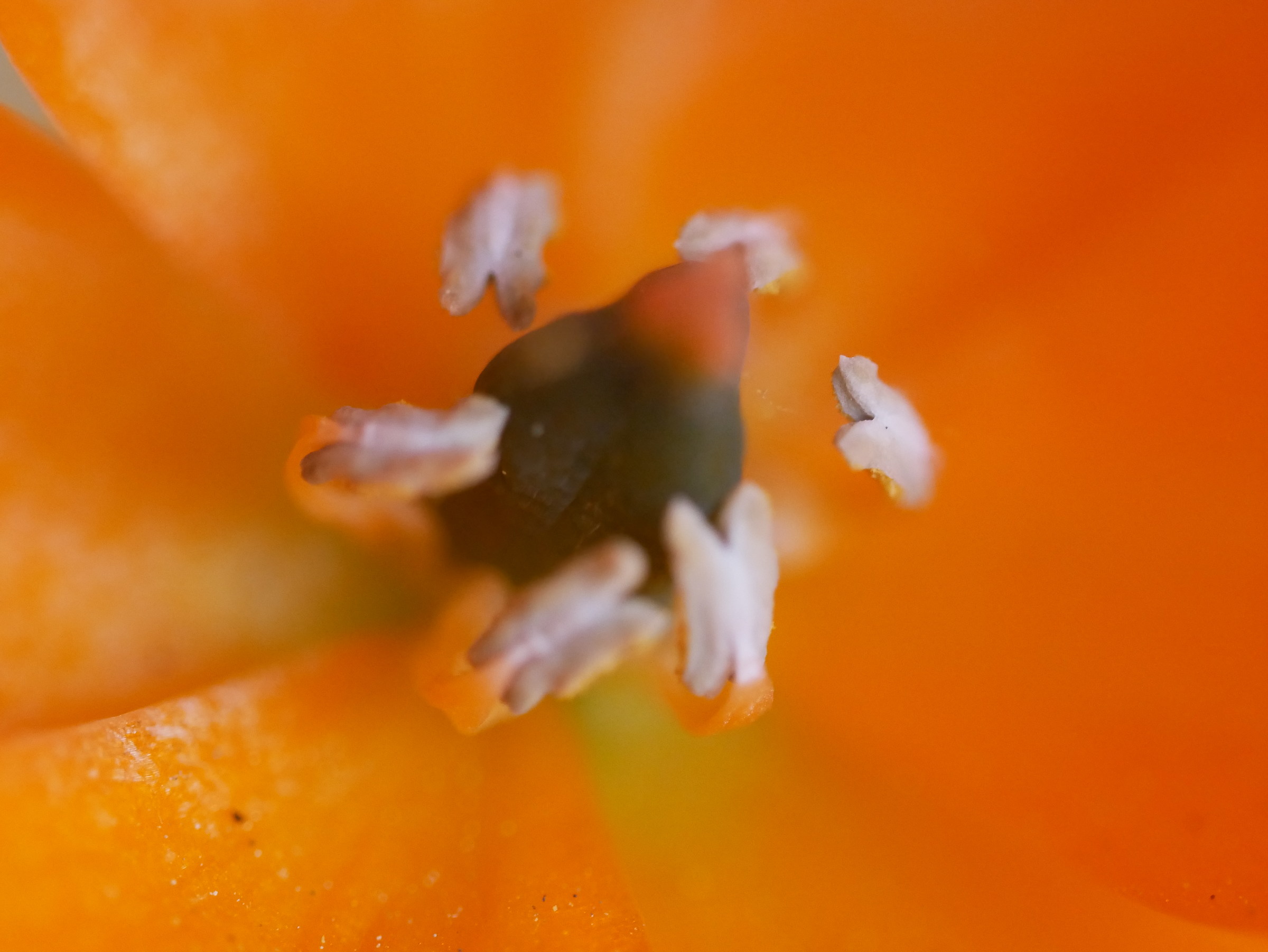 Samyang 100mm f1.4 macro test