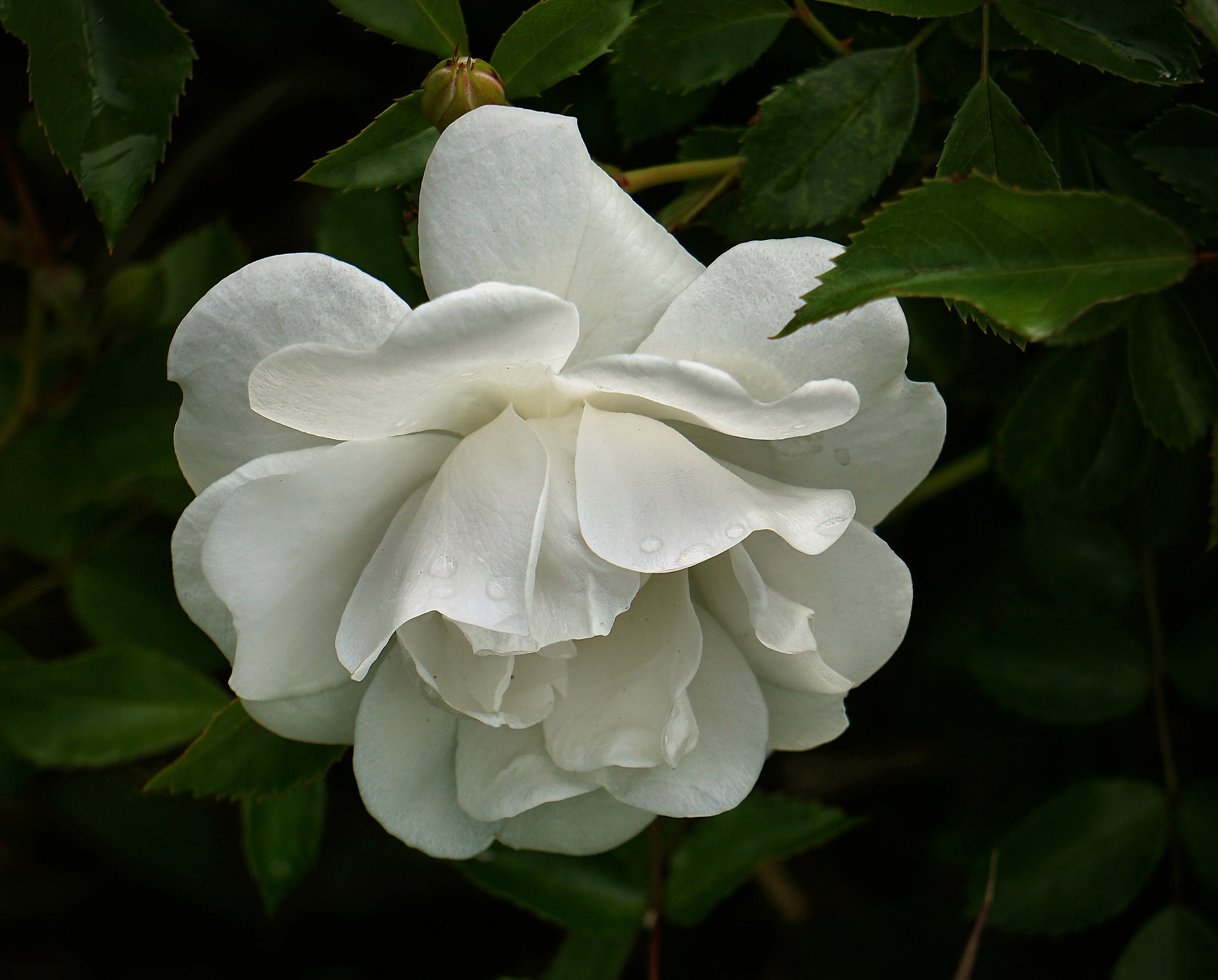 The rose and her wedding veil.