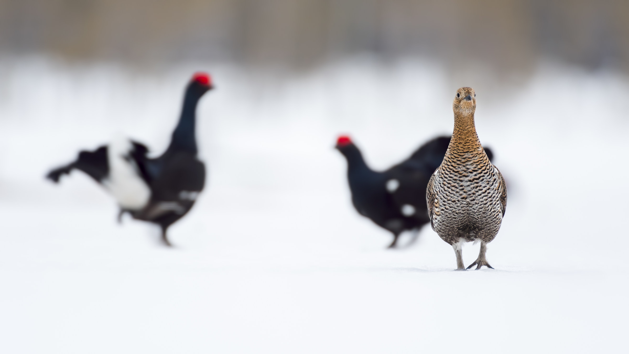 L'oggetto della contesa