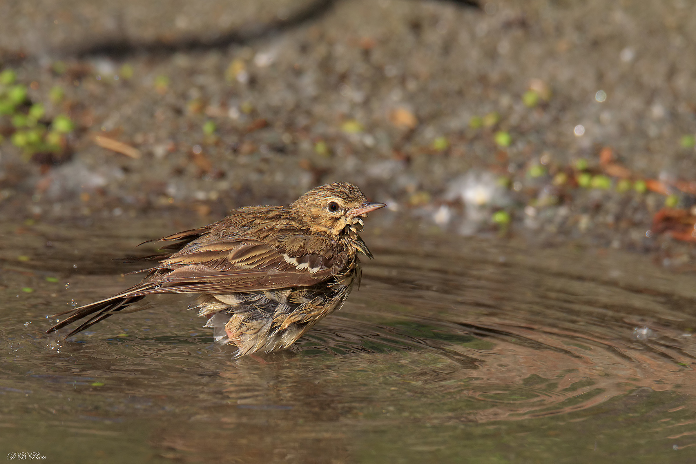 Il bagnetto del Prispolone.