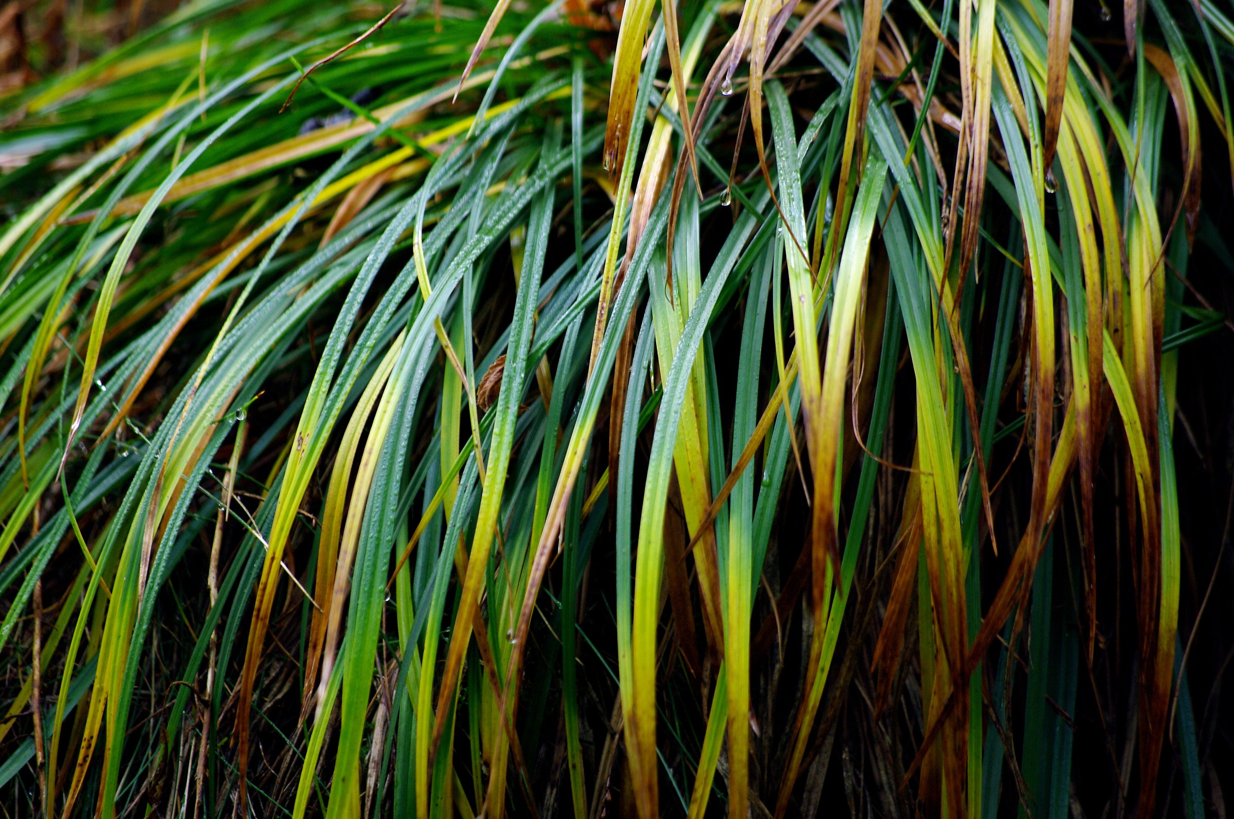 Cespuglio con nastri vegetali