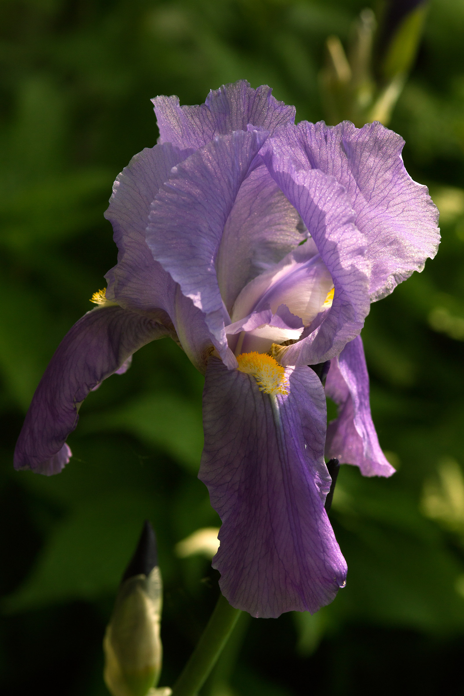 iris