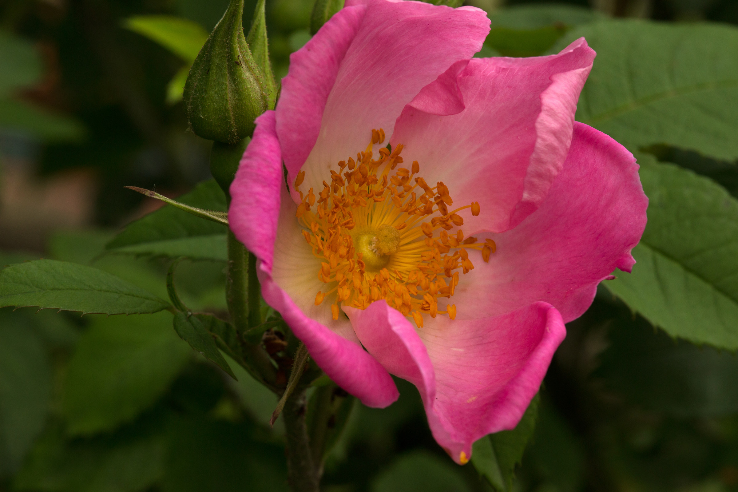 rosa canina