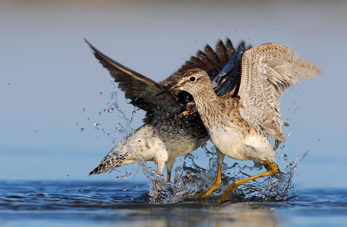 Piro piro boscherecci in lite
