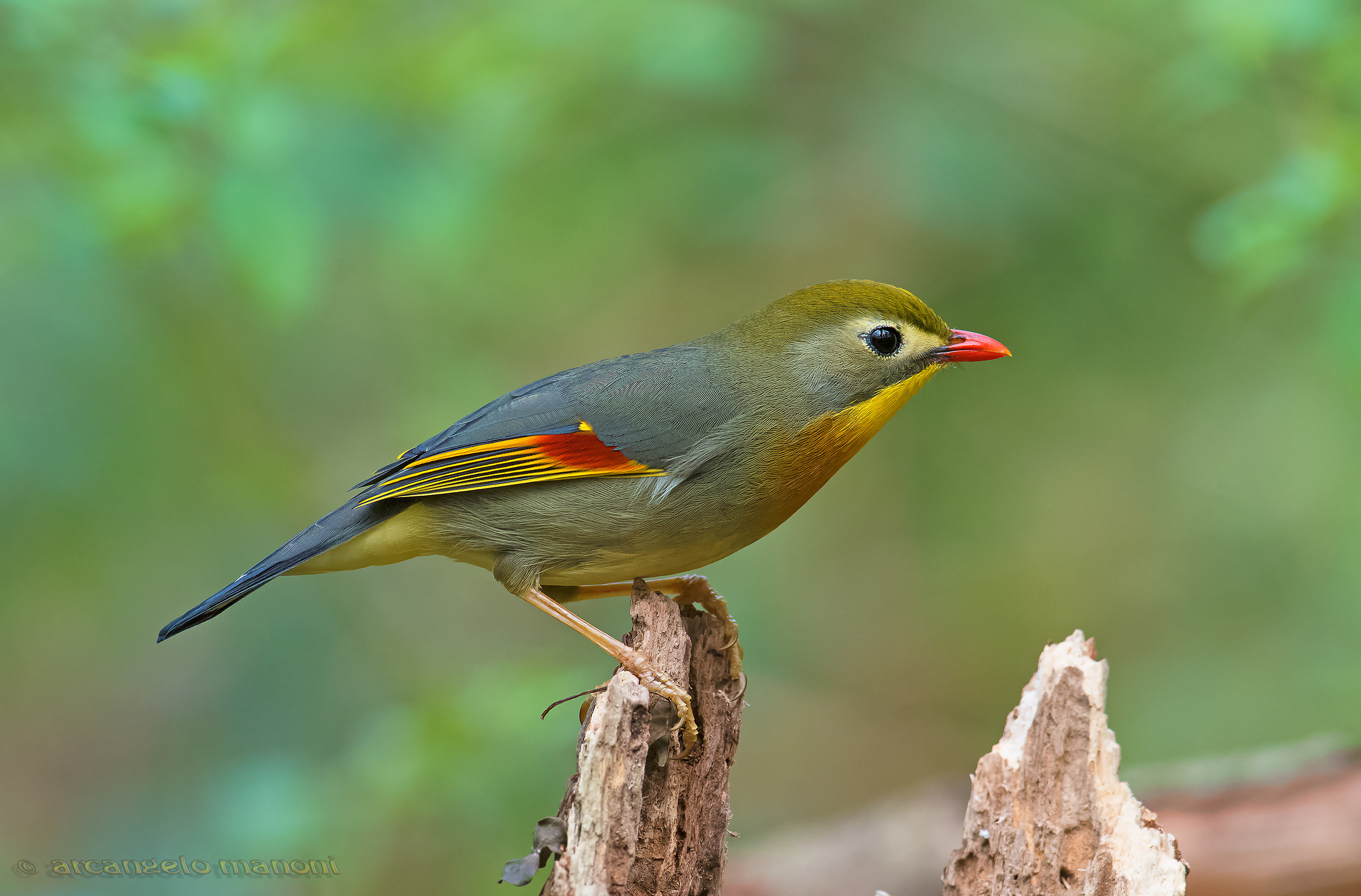 Usignolo del Giappone di vedetta