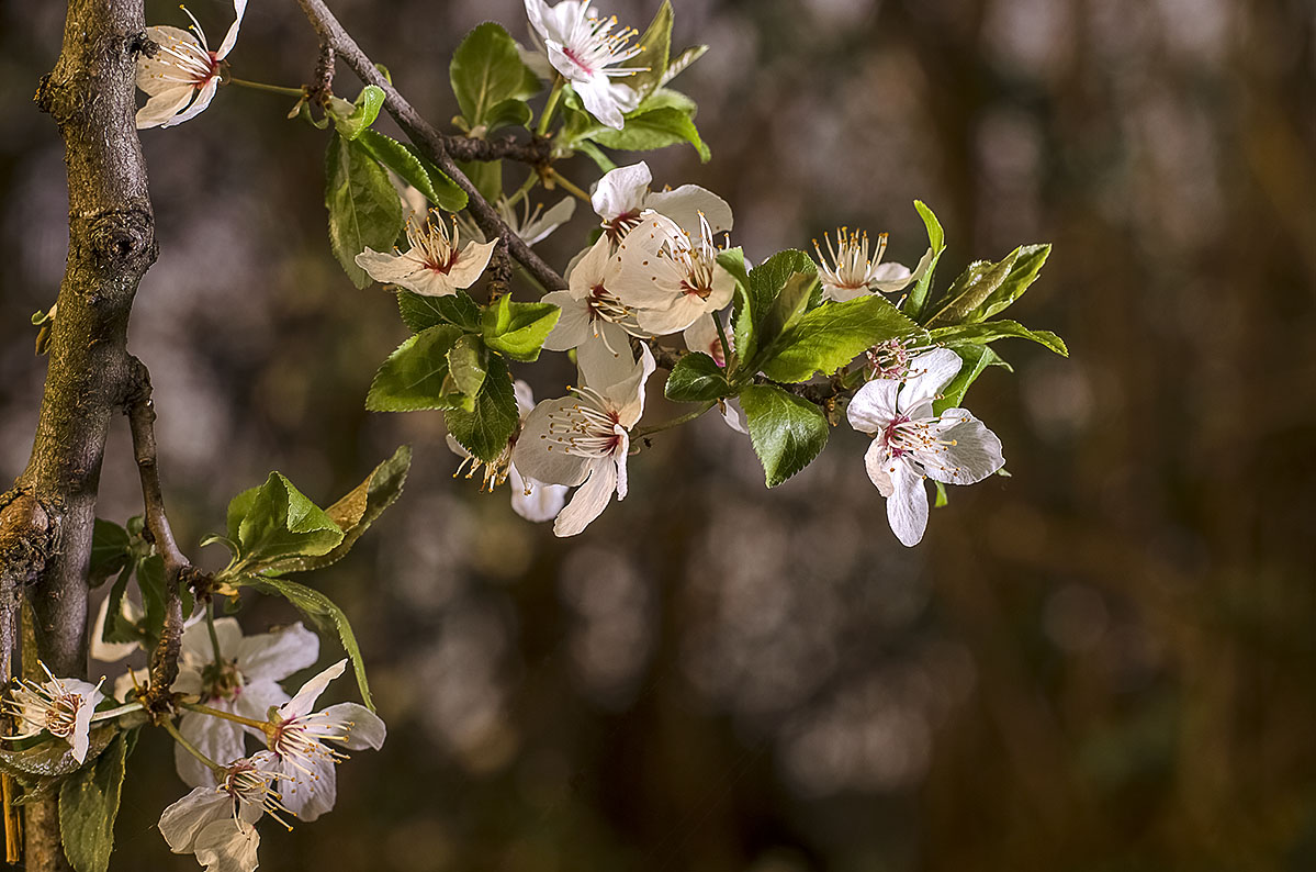 finalmente la primavera