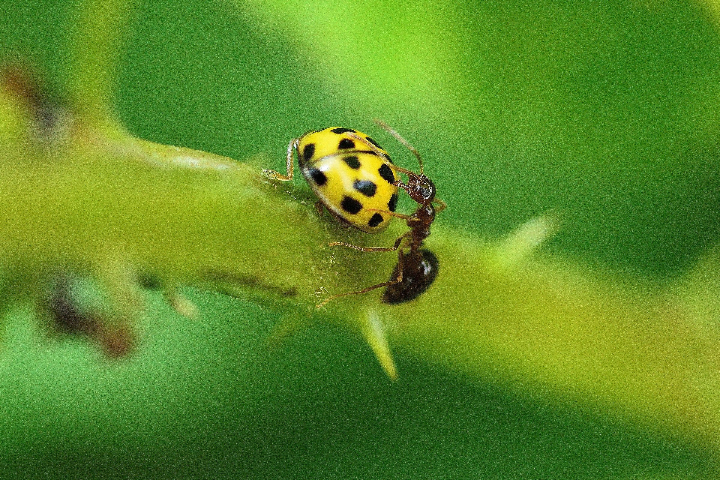 Ladybird and ant