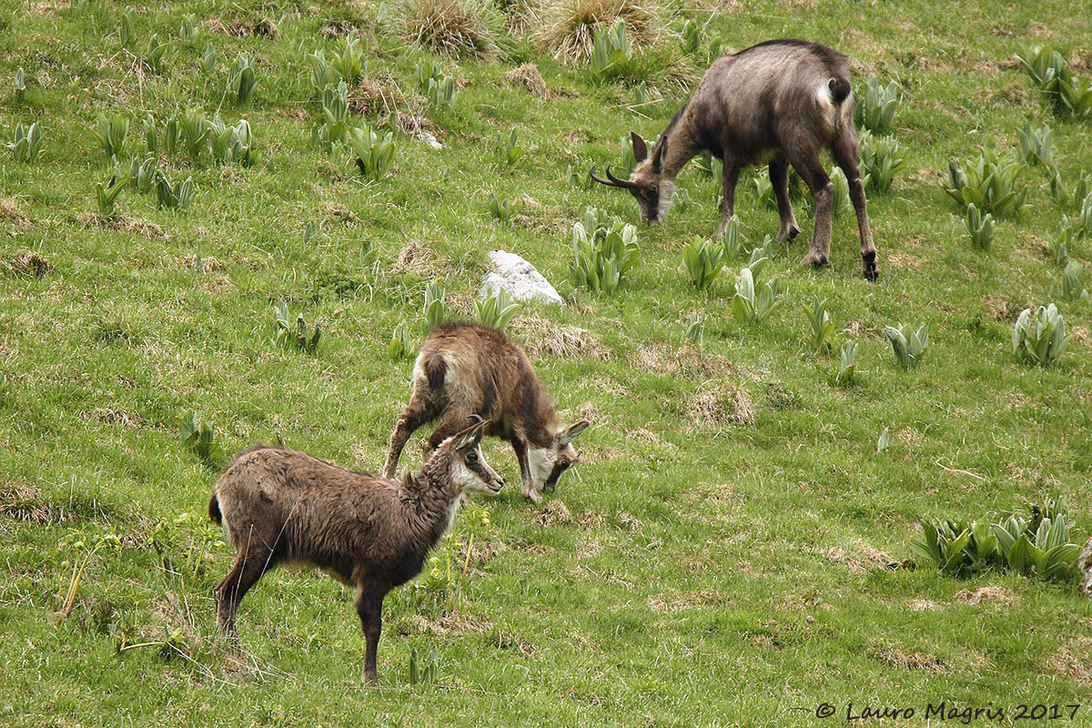 Chi non mangia in compagnia è un ........