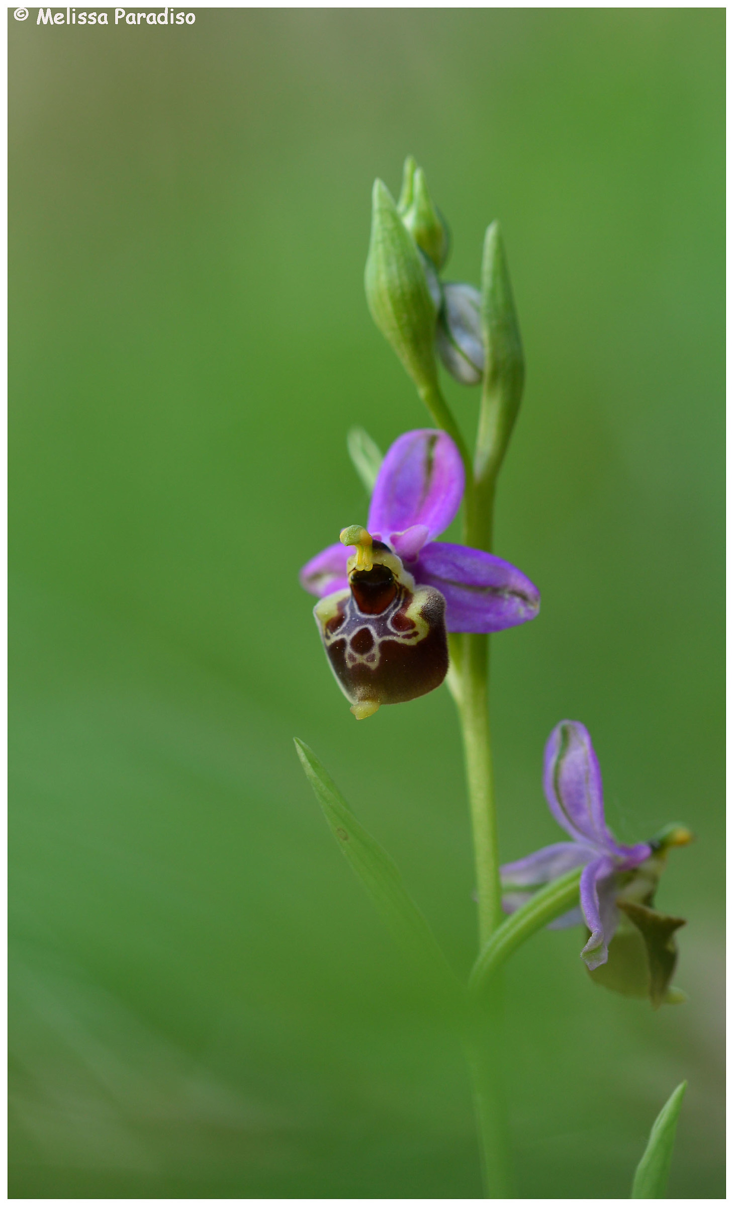Ophrys holosericea