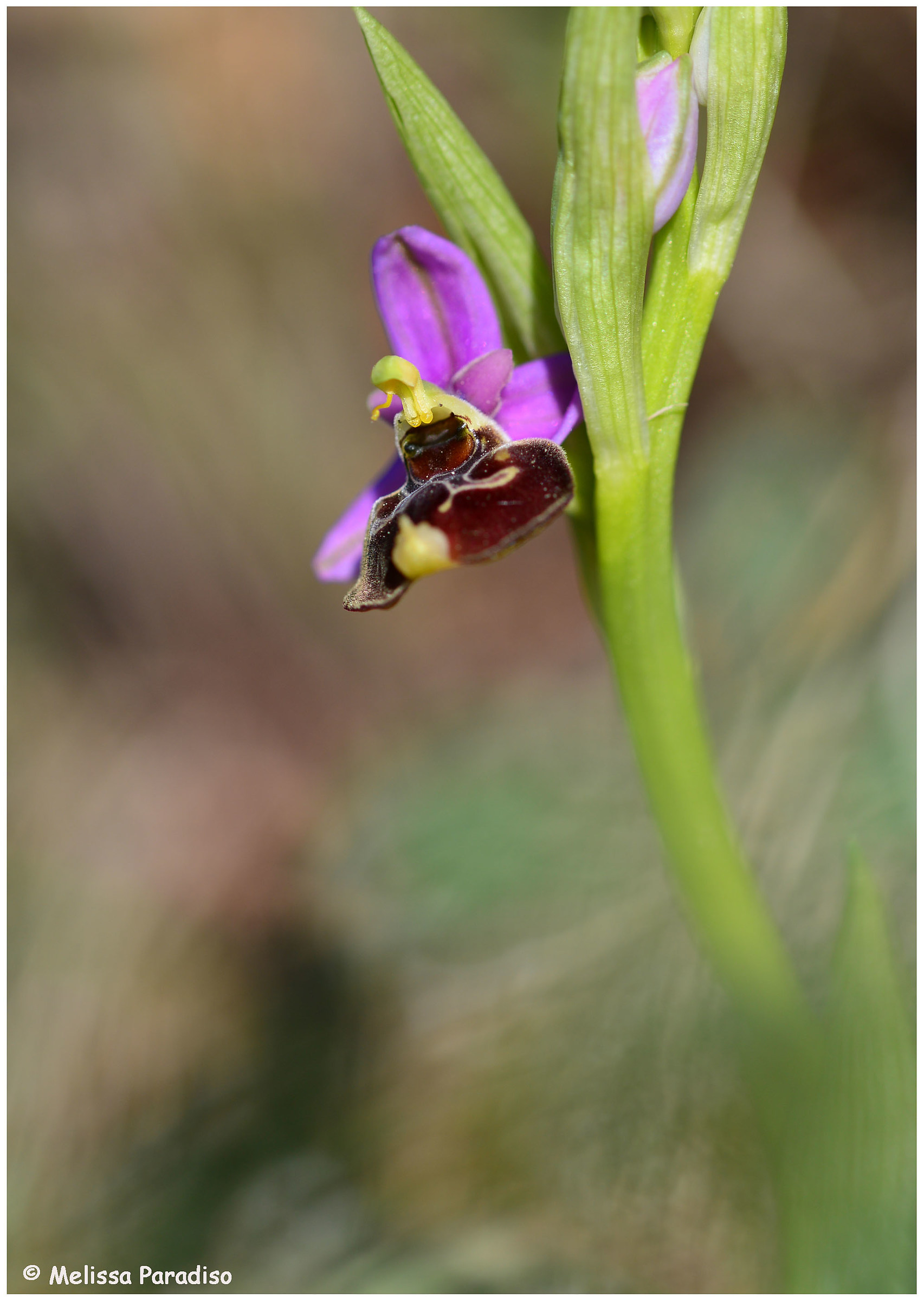 Ophrys holosericea