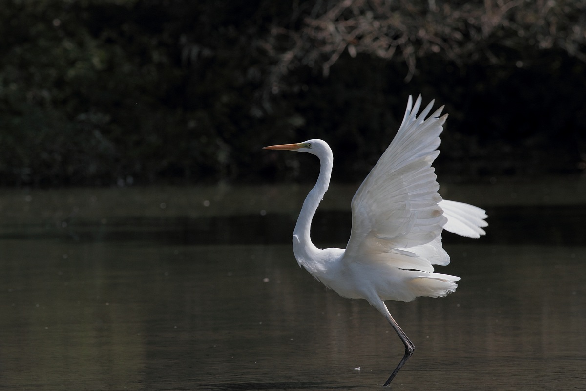 Great Egret