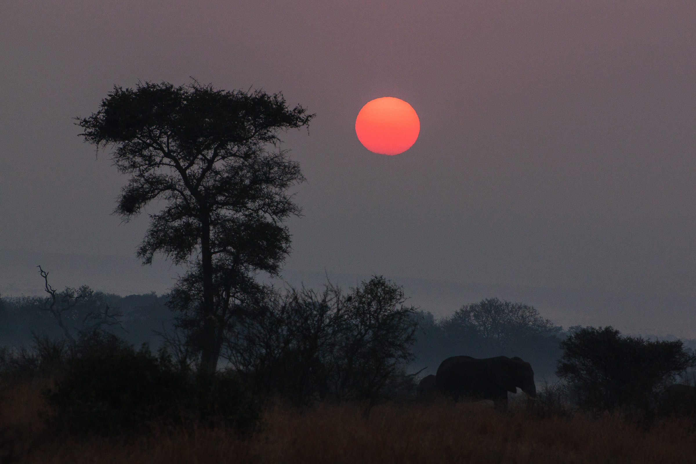 Elephants in the mist