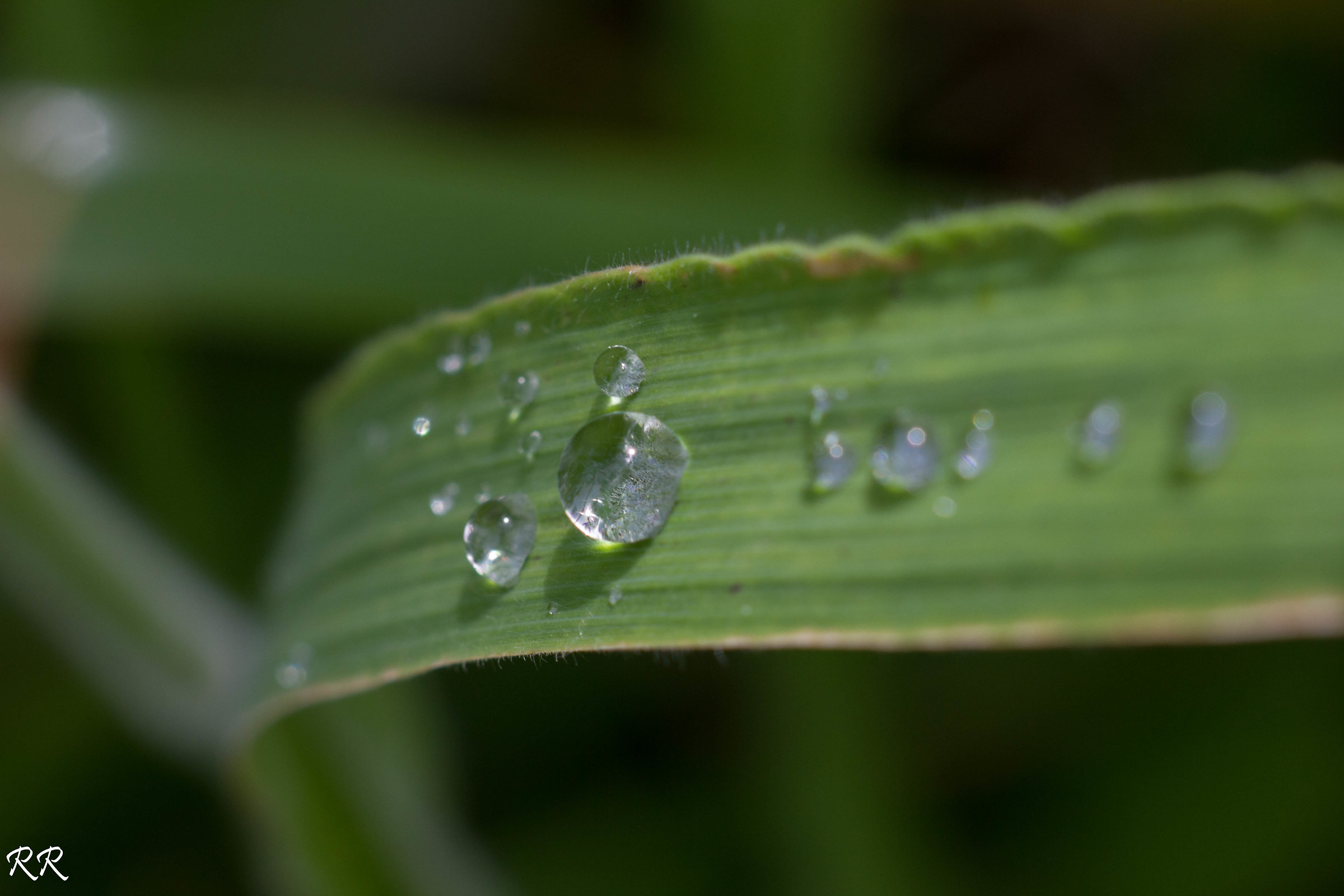 water droplets