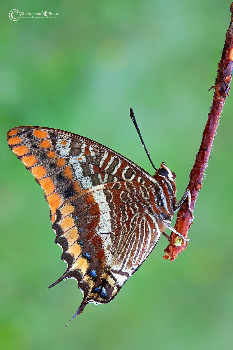 Charaxes jasius (Linnaeus, 1767)