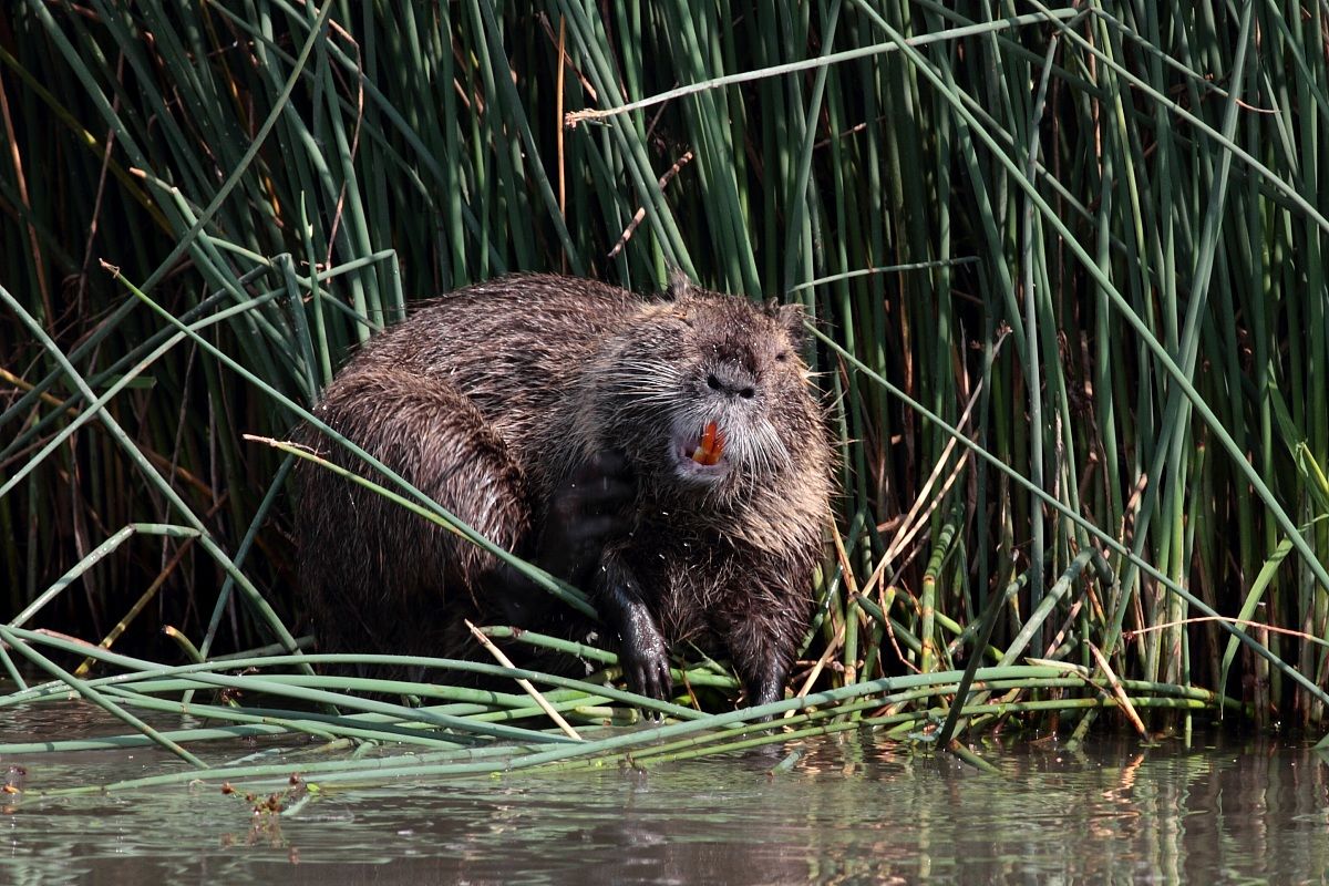 Nutria aggressive