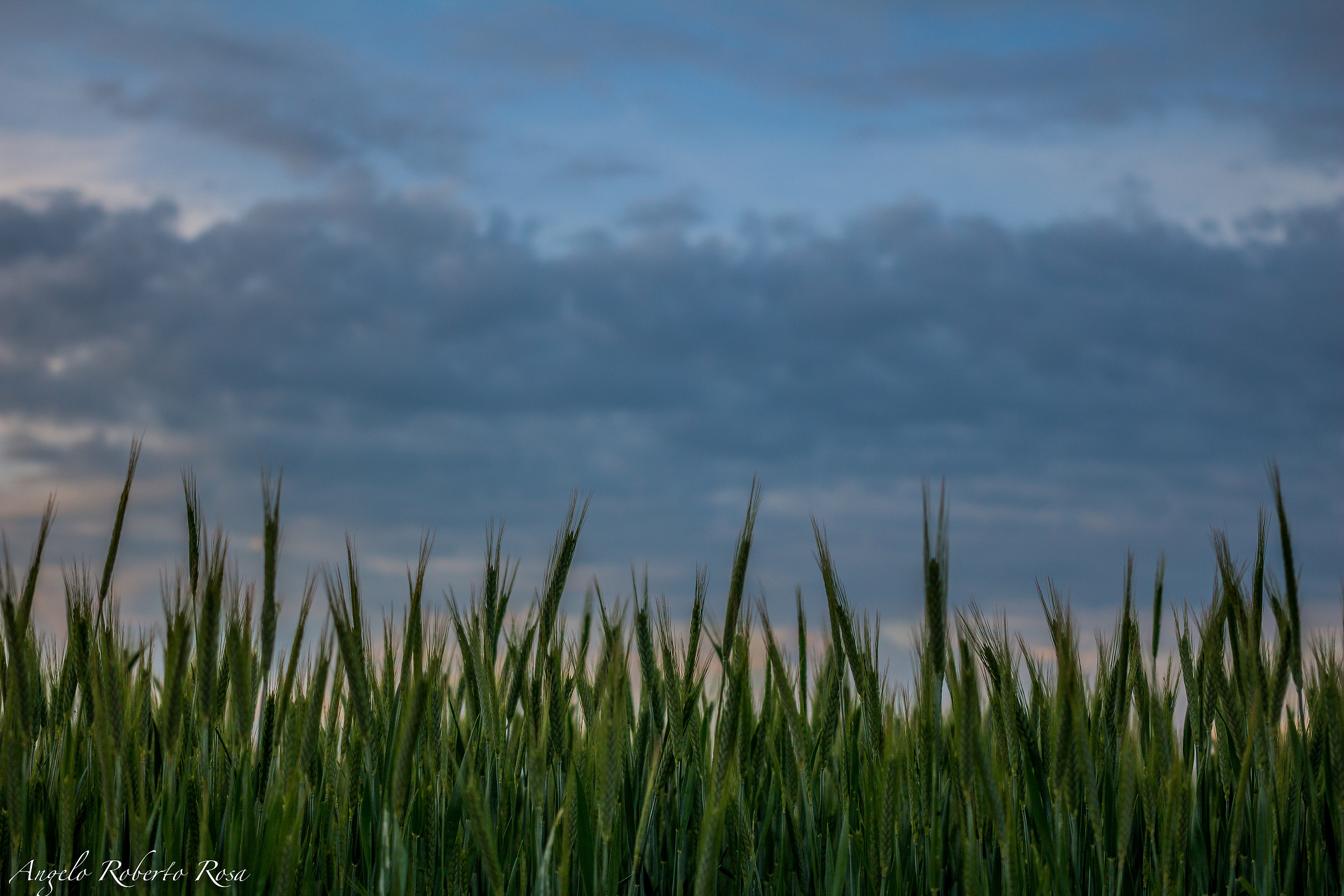 What do you know about a wheat field?