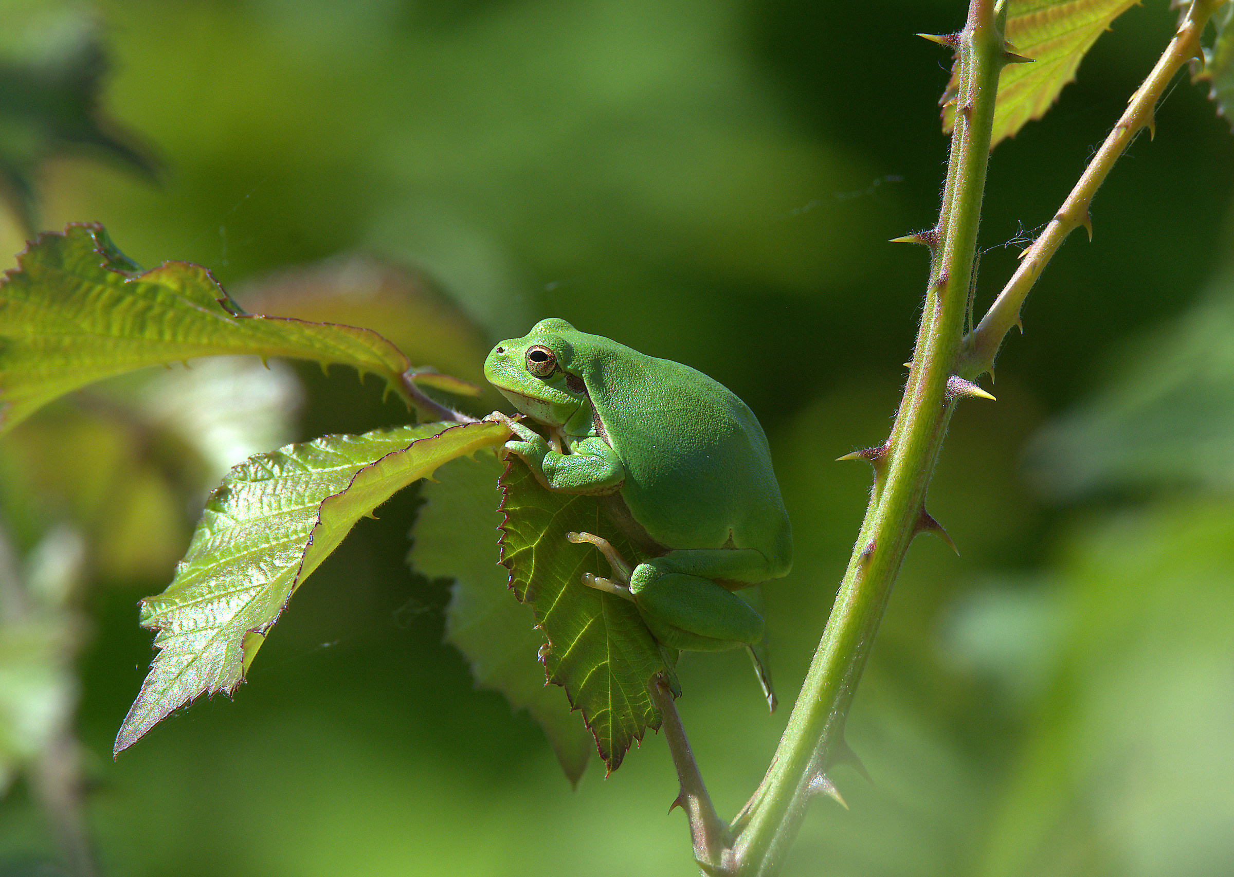 Tree Frog