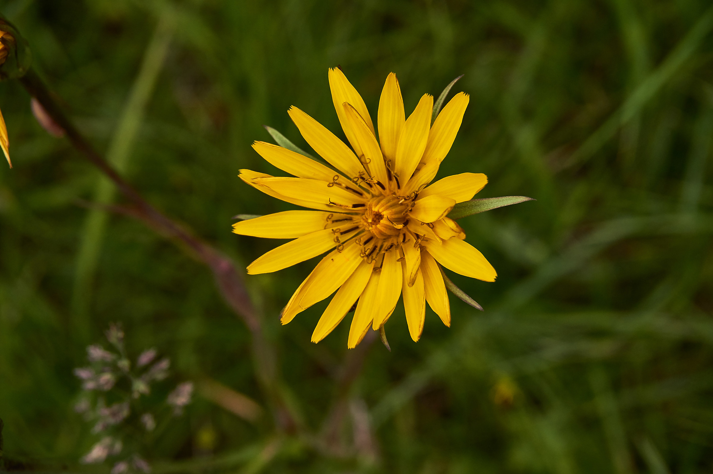 Yellow daisy
