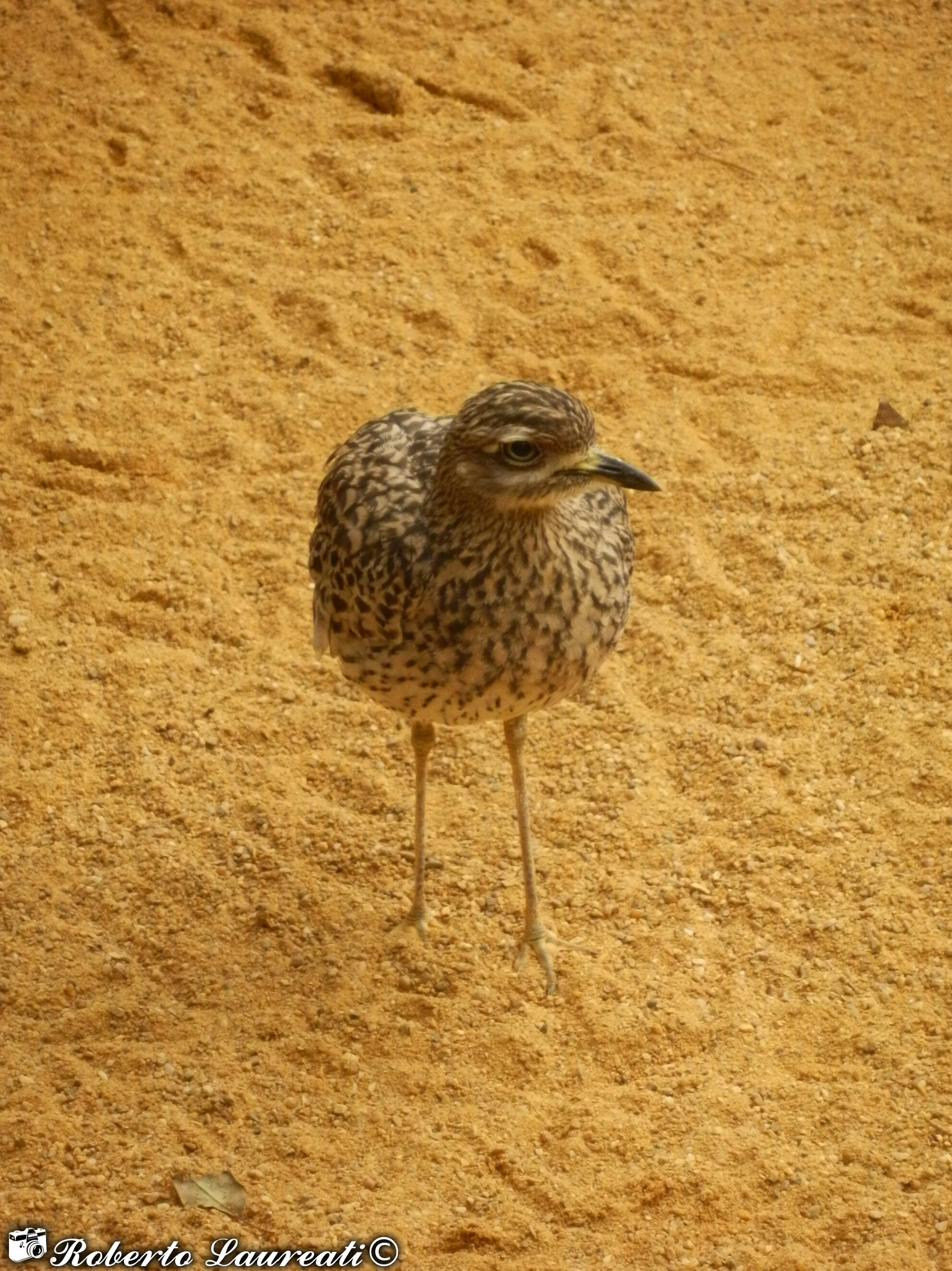 Cape eye (Burhinus capensis)