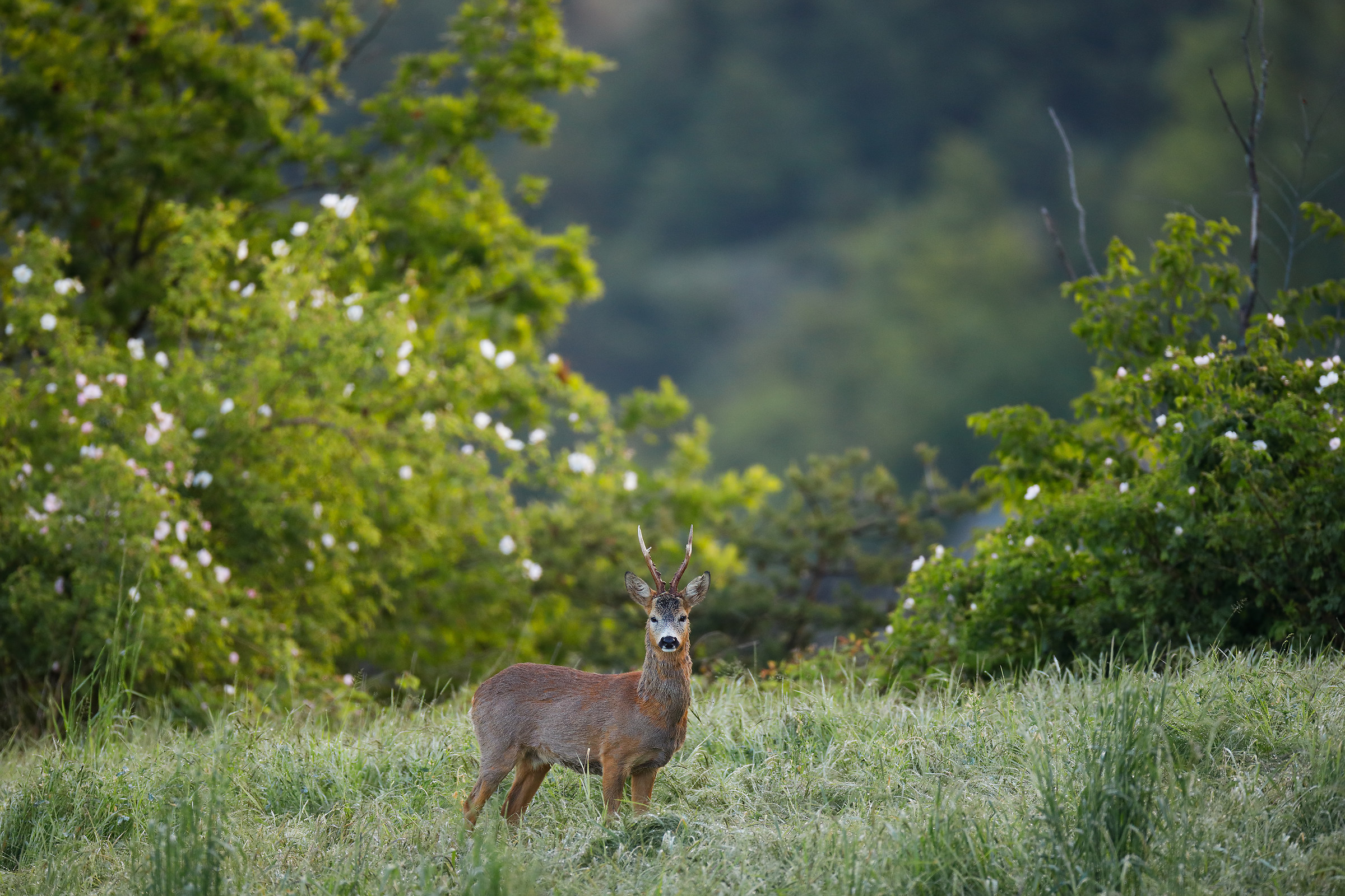 Risveglio del capriolo