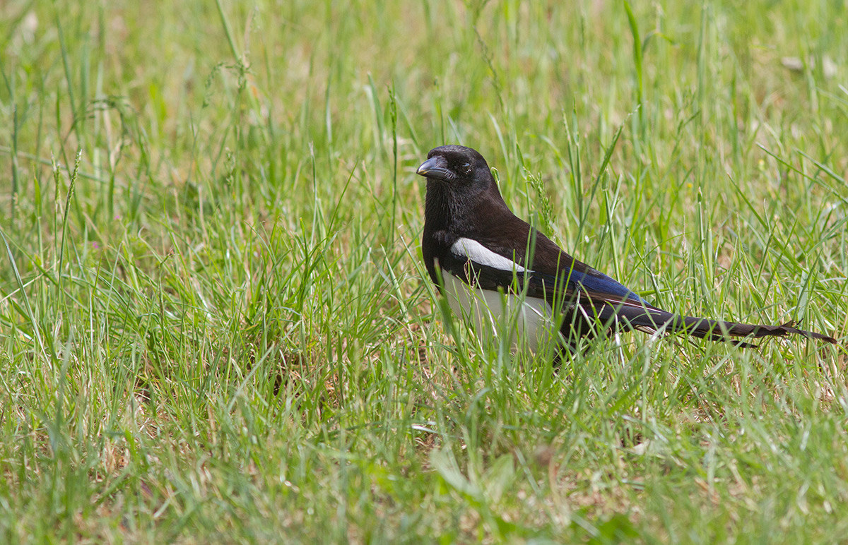 Magpie