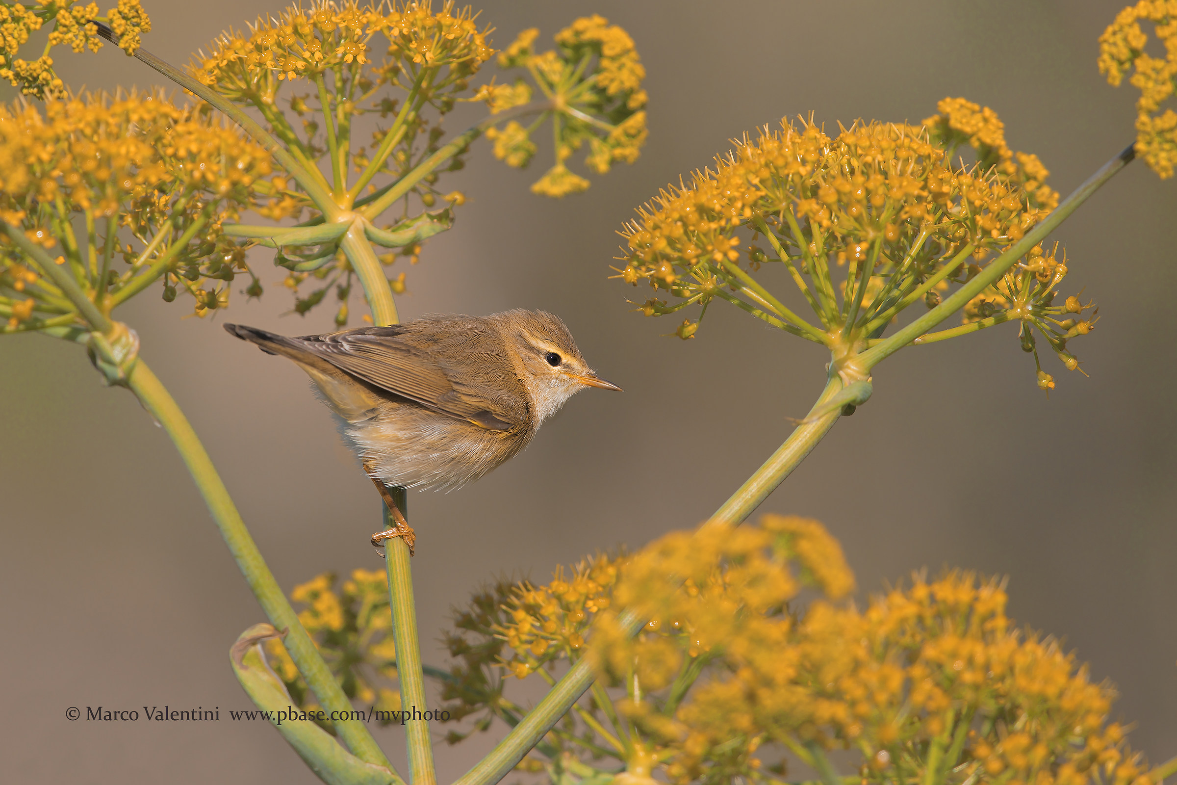 The warbler and ferrule