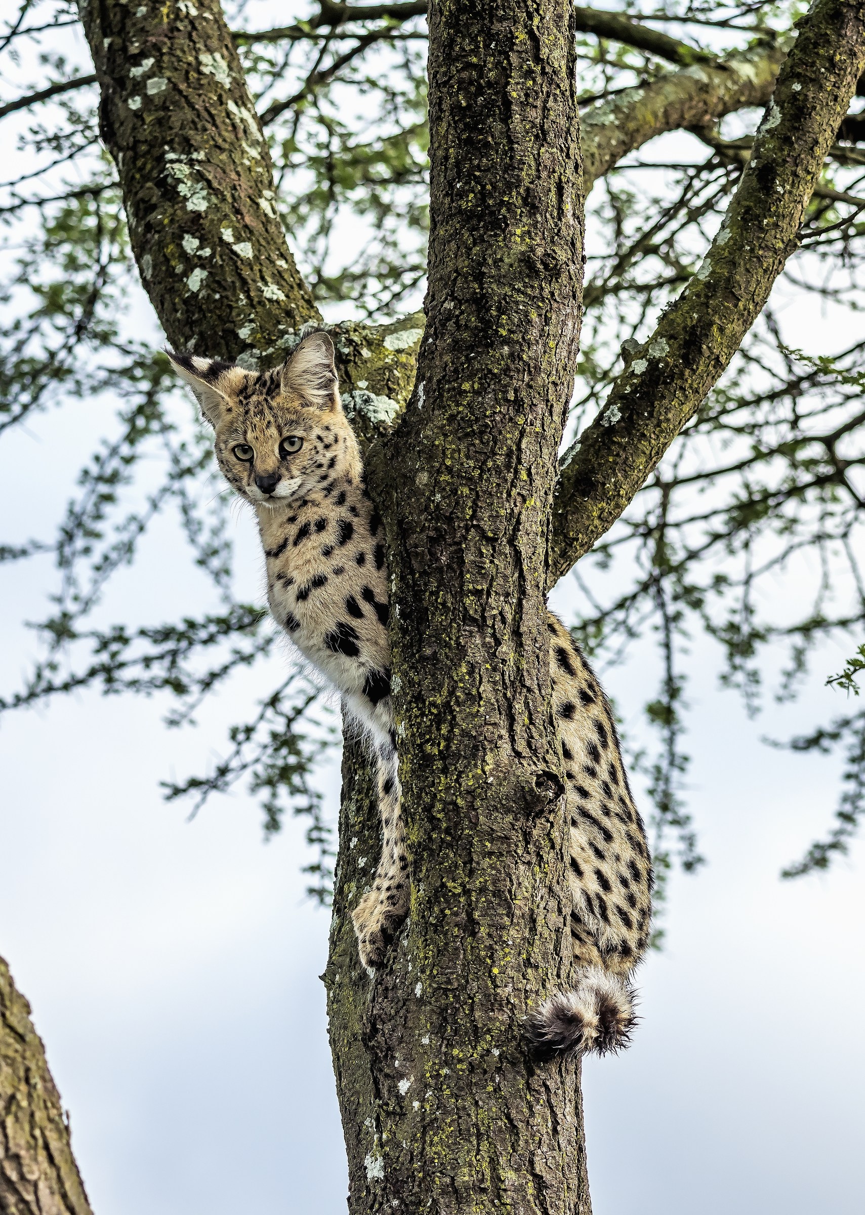 Tanzania 2017 - Serval