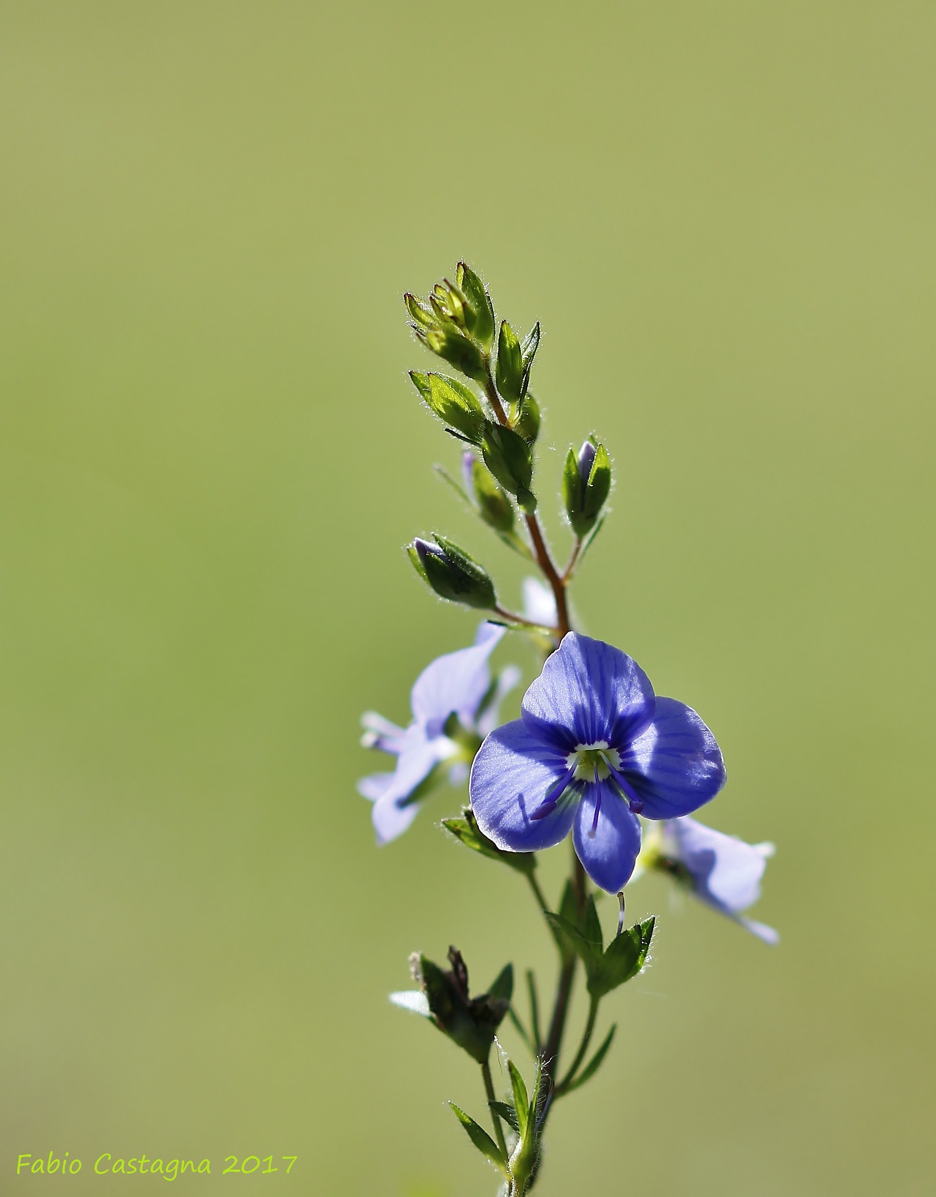 That little blue flower