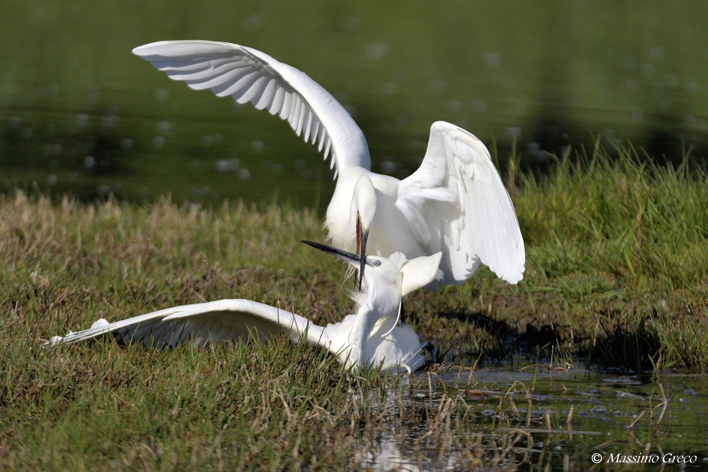 Battle between Garzette - domination