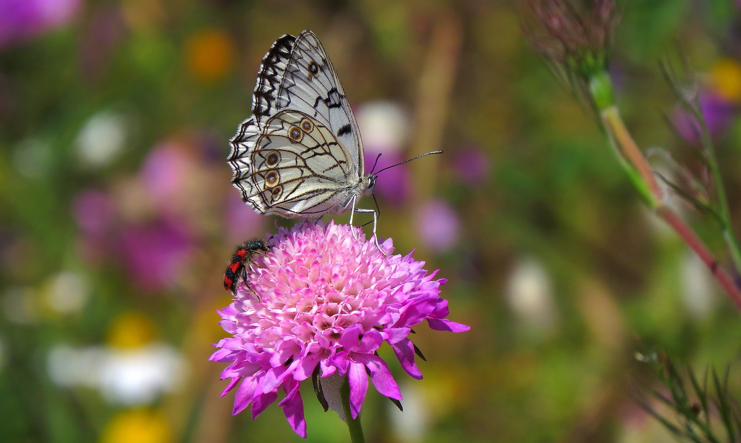 The butterfly and his friend