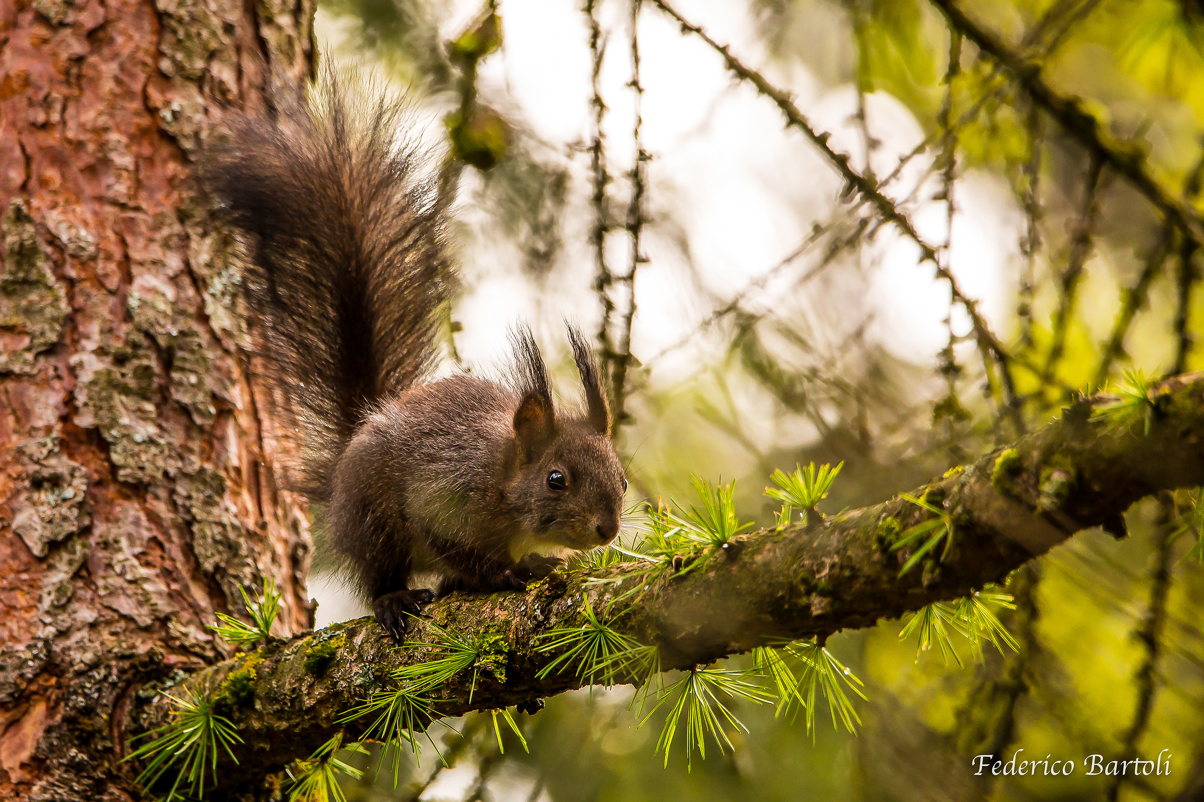 scoiattolo