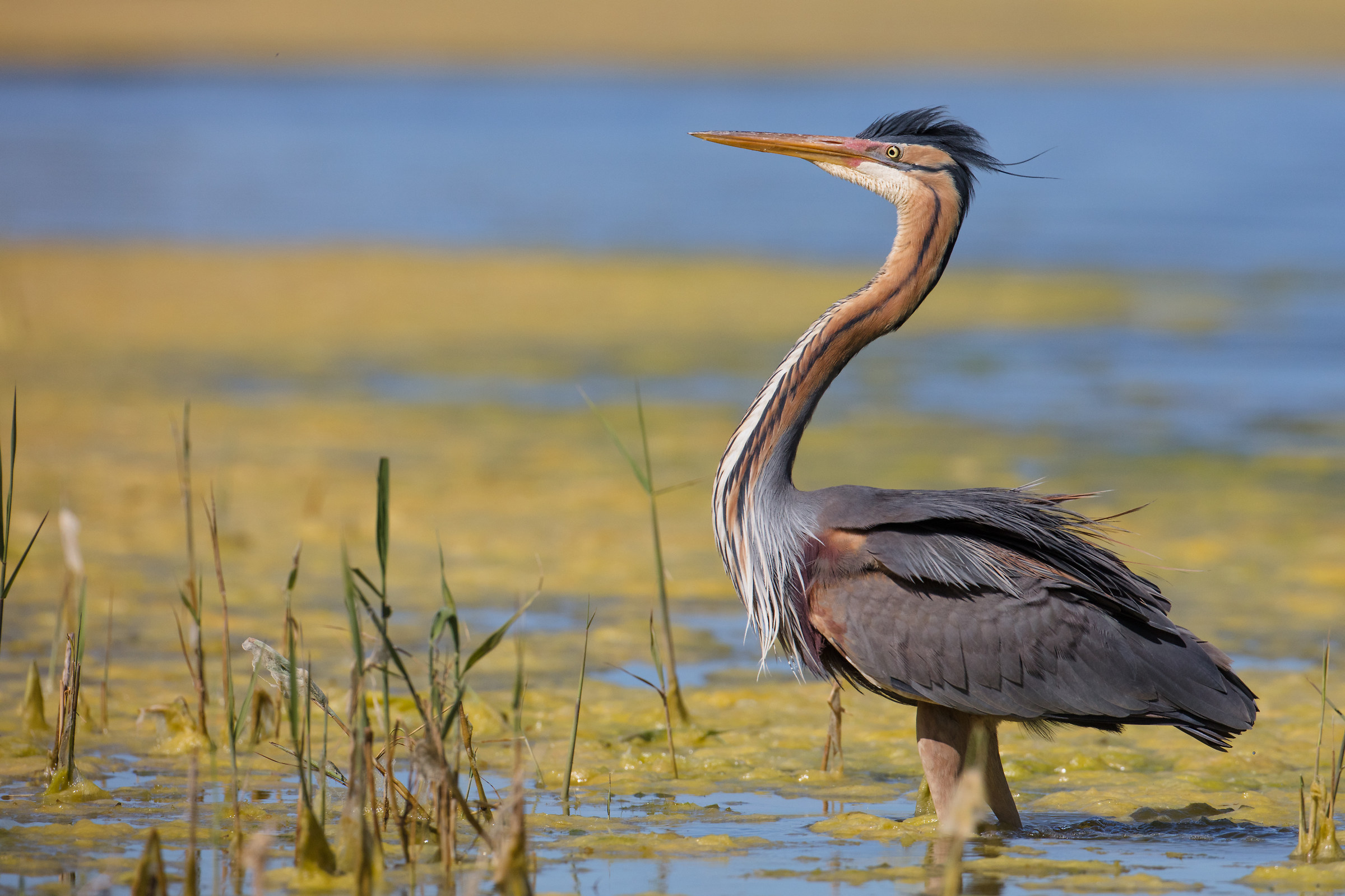 The pride of the red