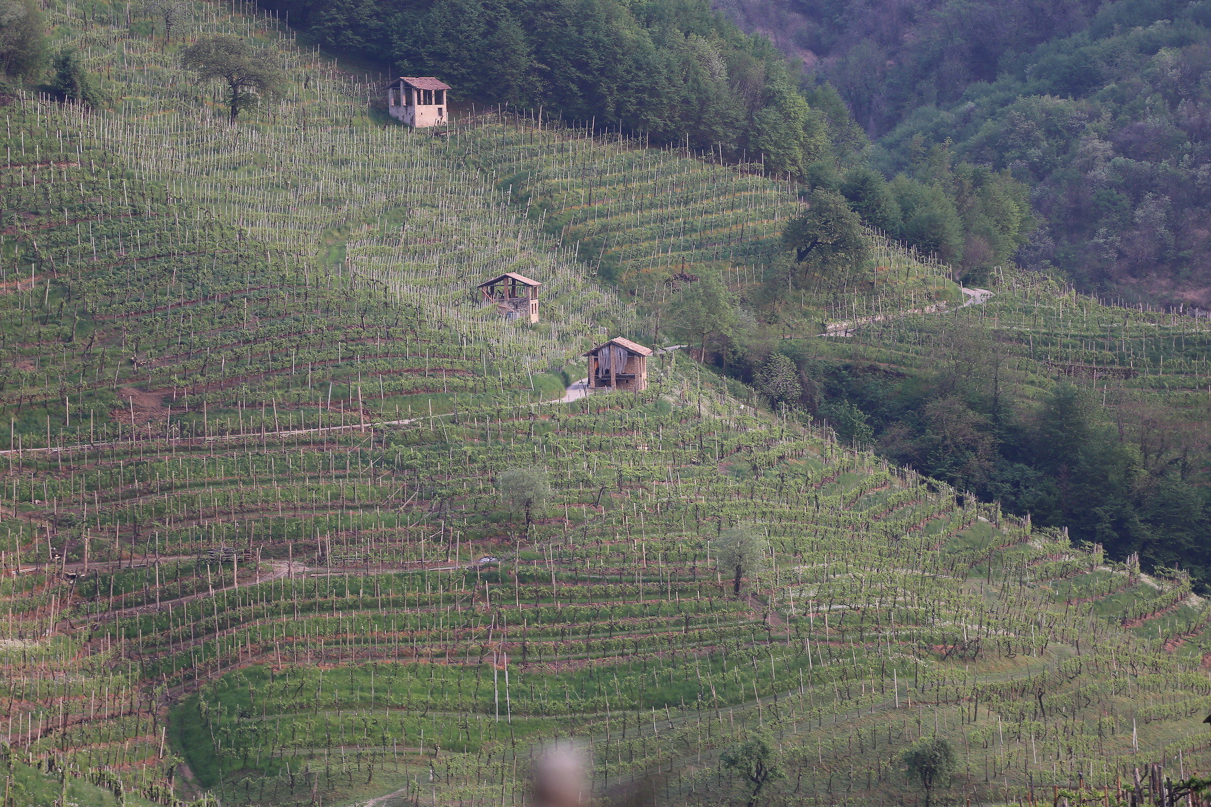 Colline del Prosecco