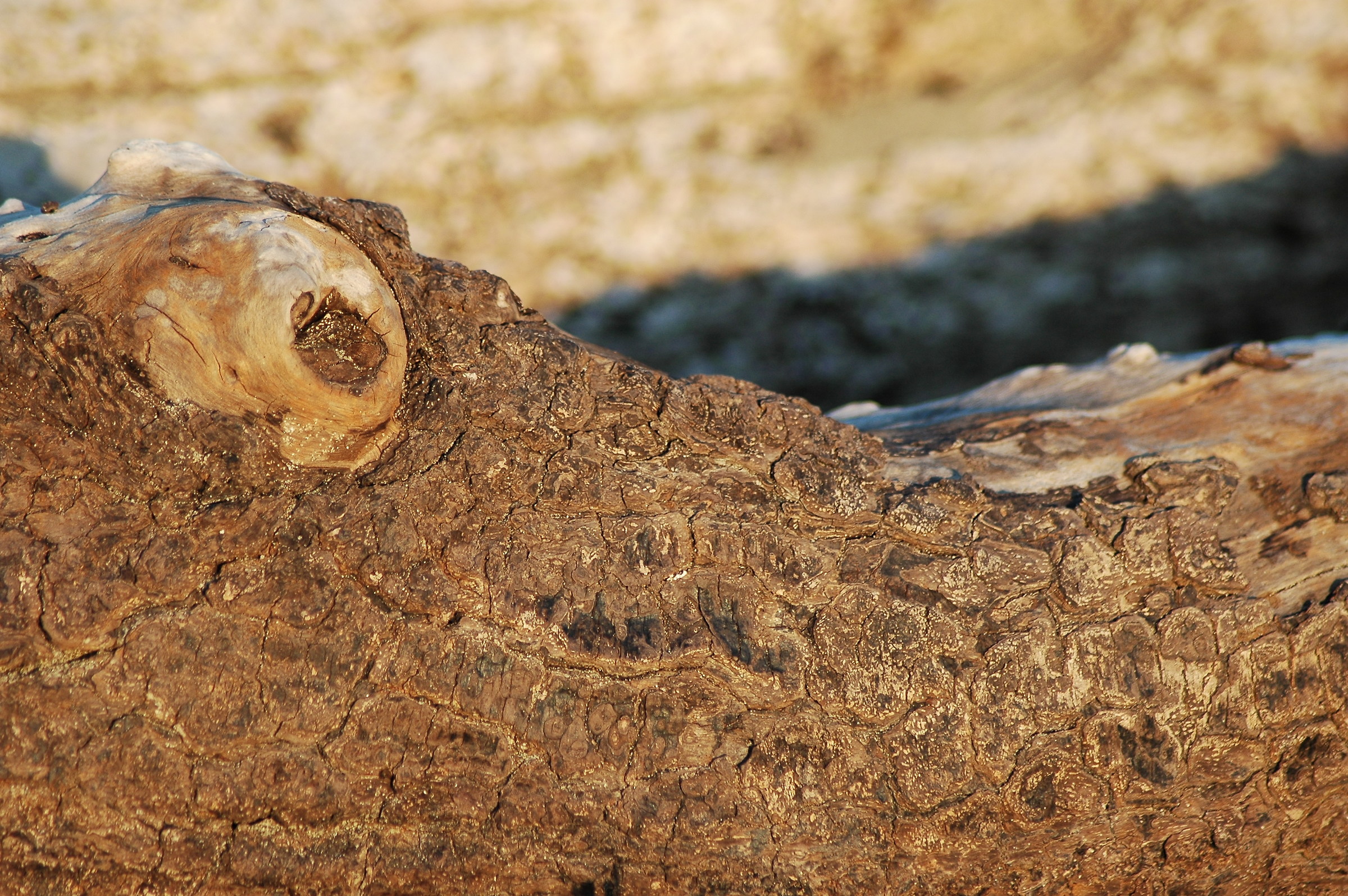 LegnoDrillo CoccoLegno