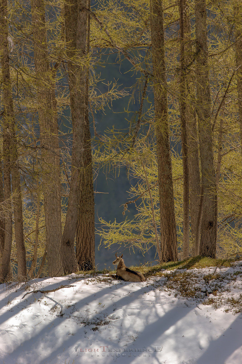 Long shadows on the Camoscio