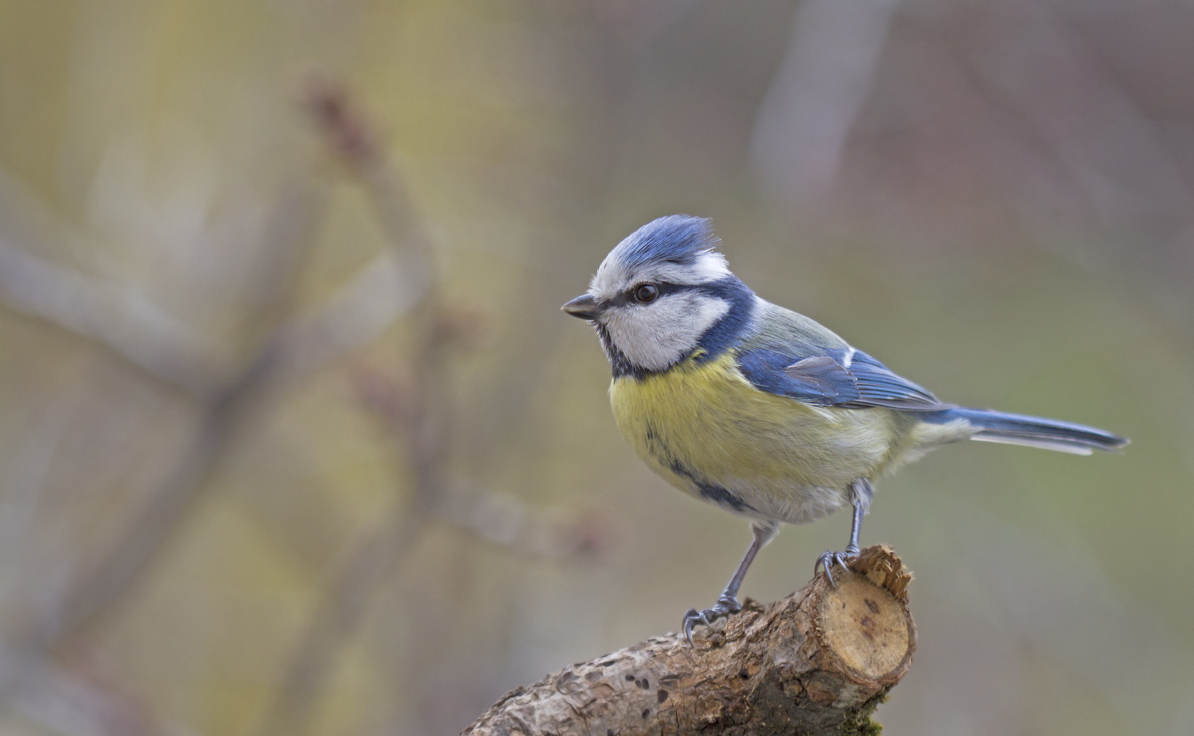 Blue tit