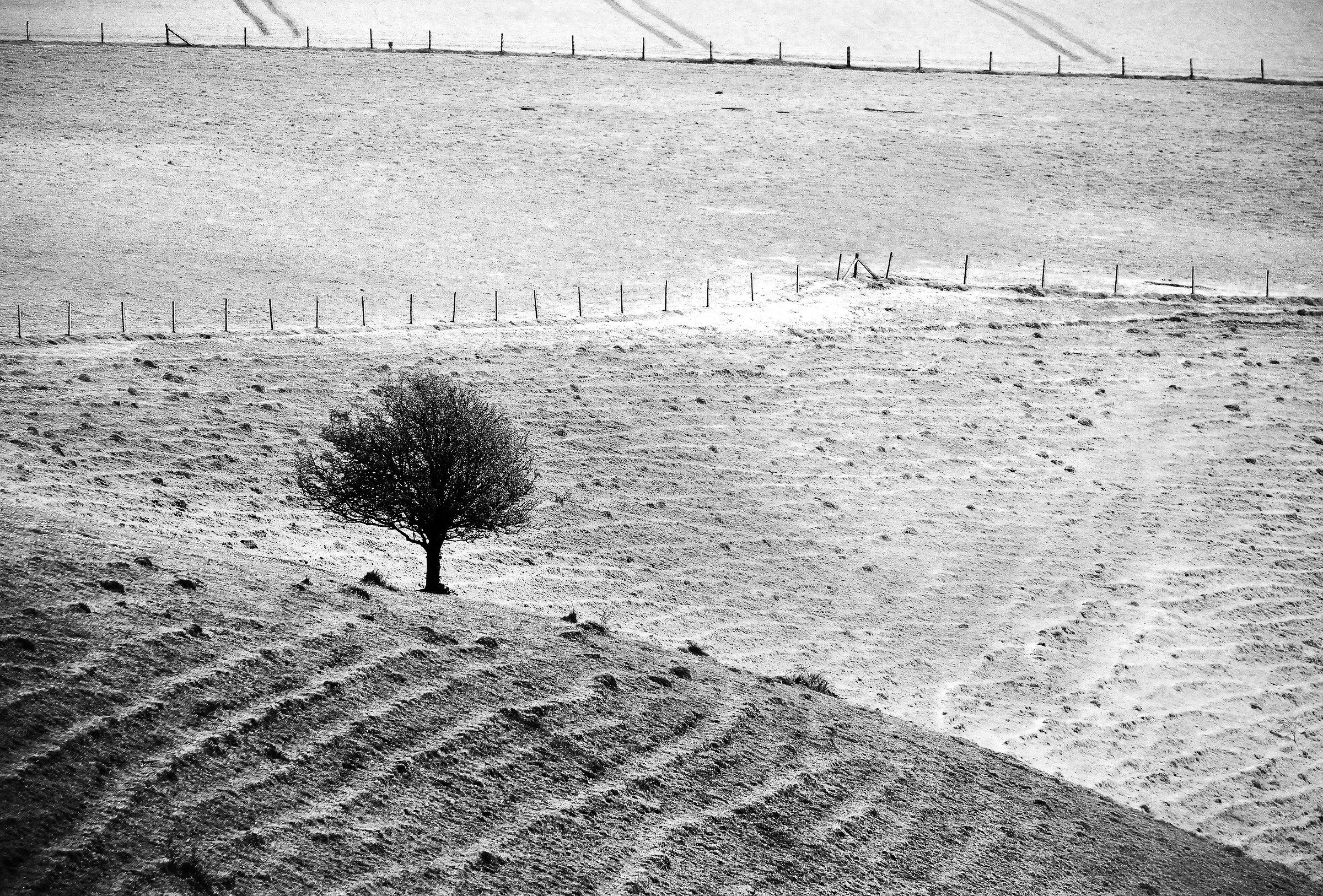 Albero e striscia Lynchets