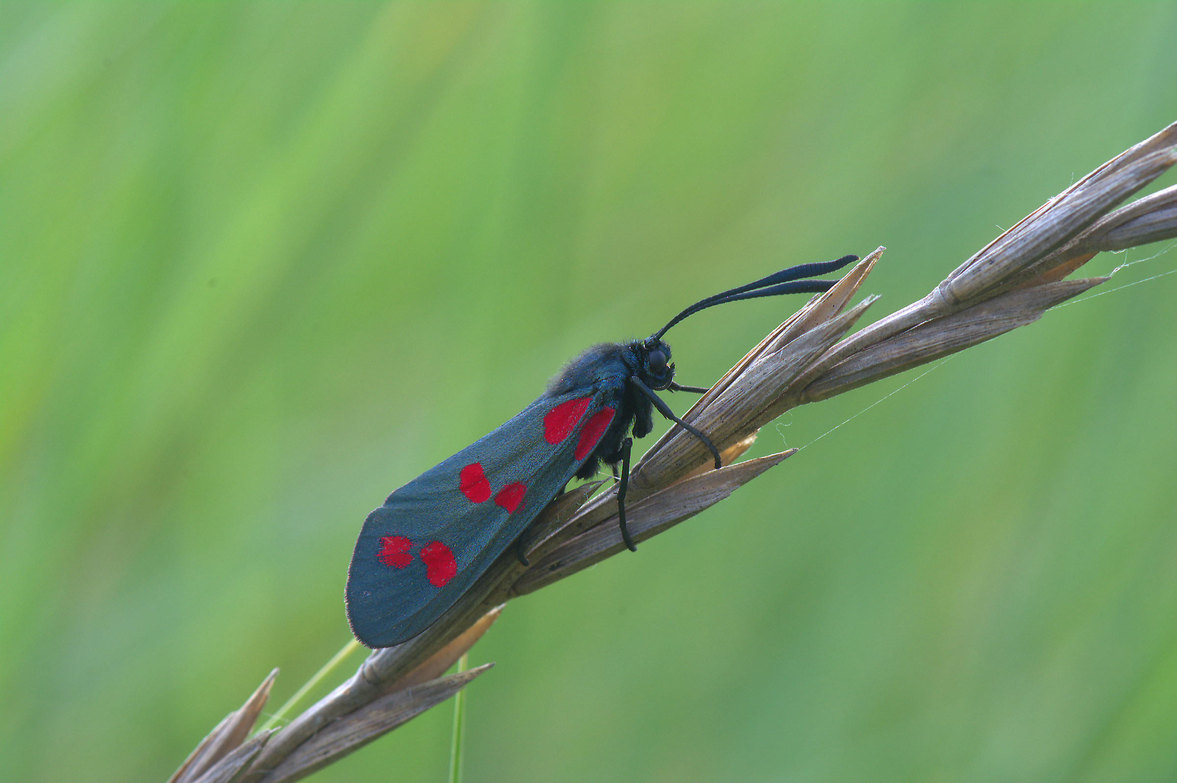 Zygaena