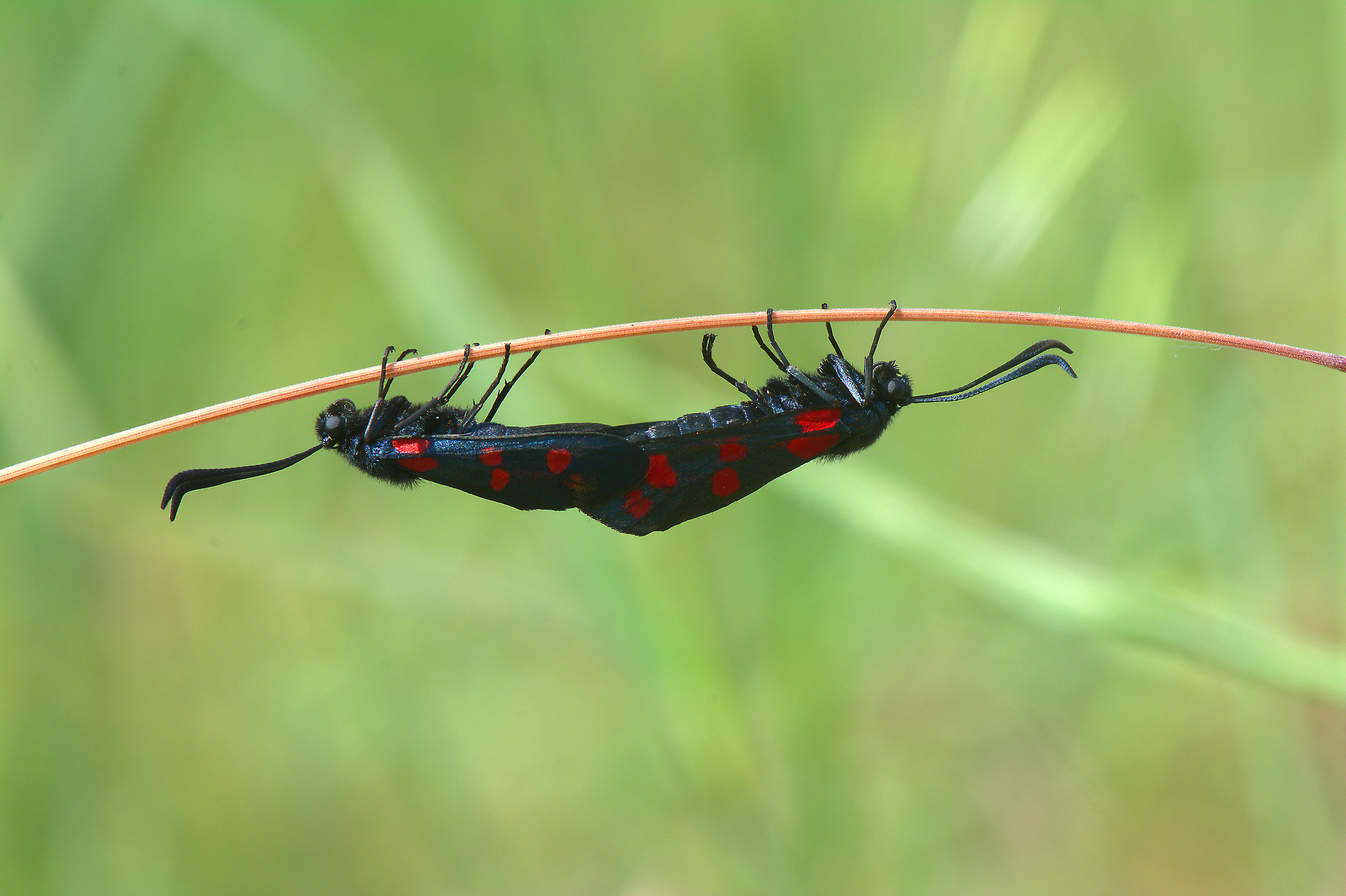 Zygaena